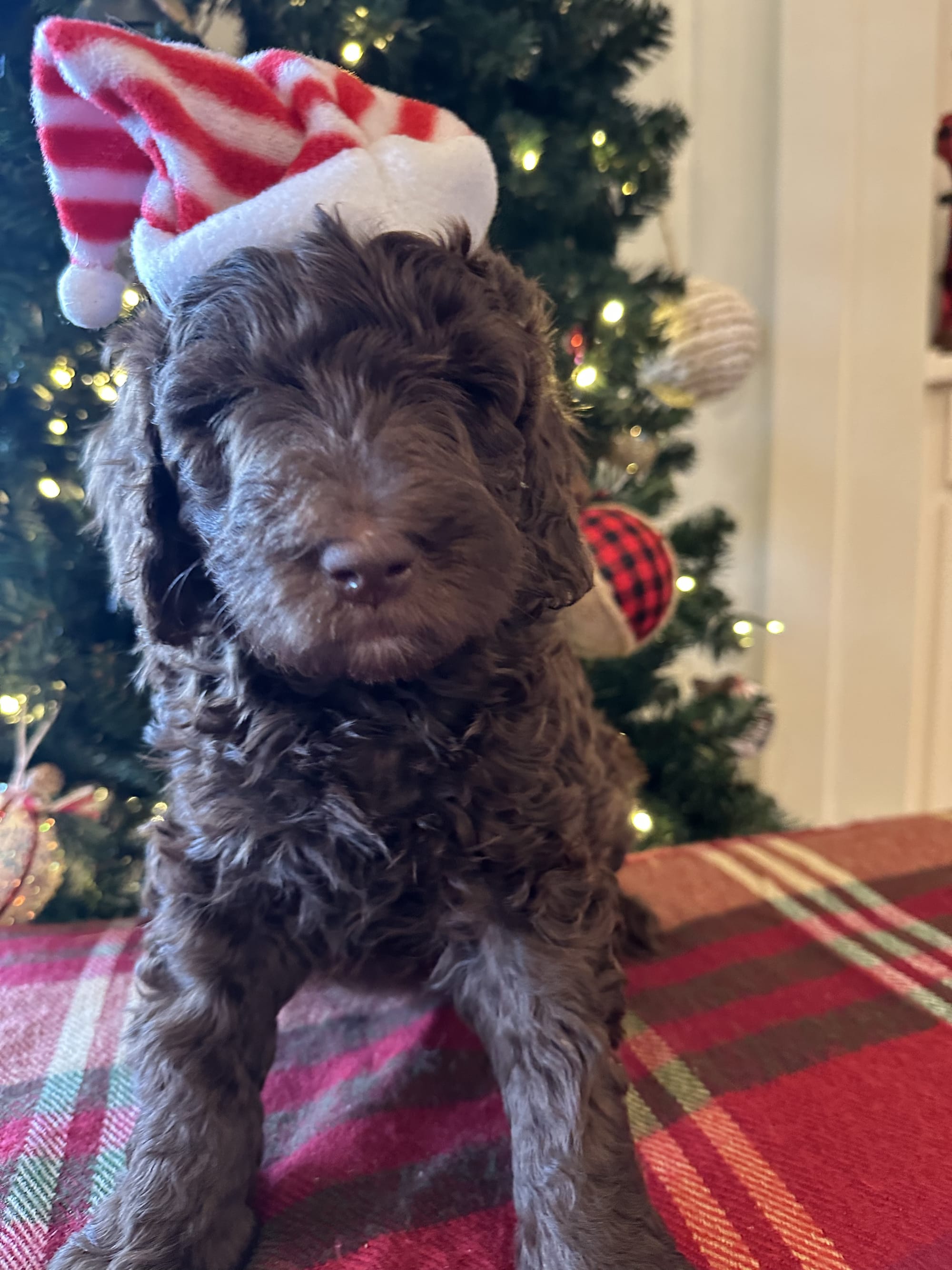 Bella and Bluey's MINI GOLDENDOODLE PUPPIES (GO HOME DECEMBER  12/21/25)