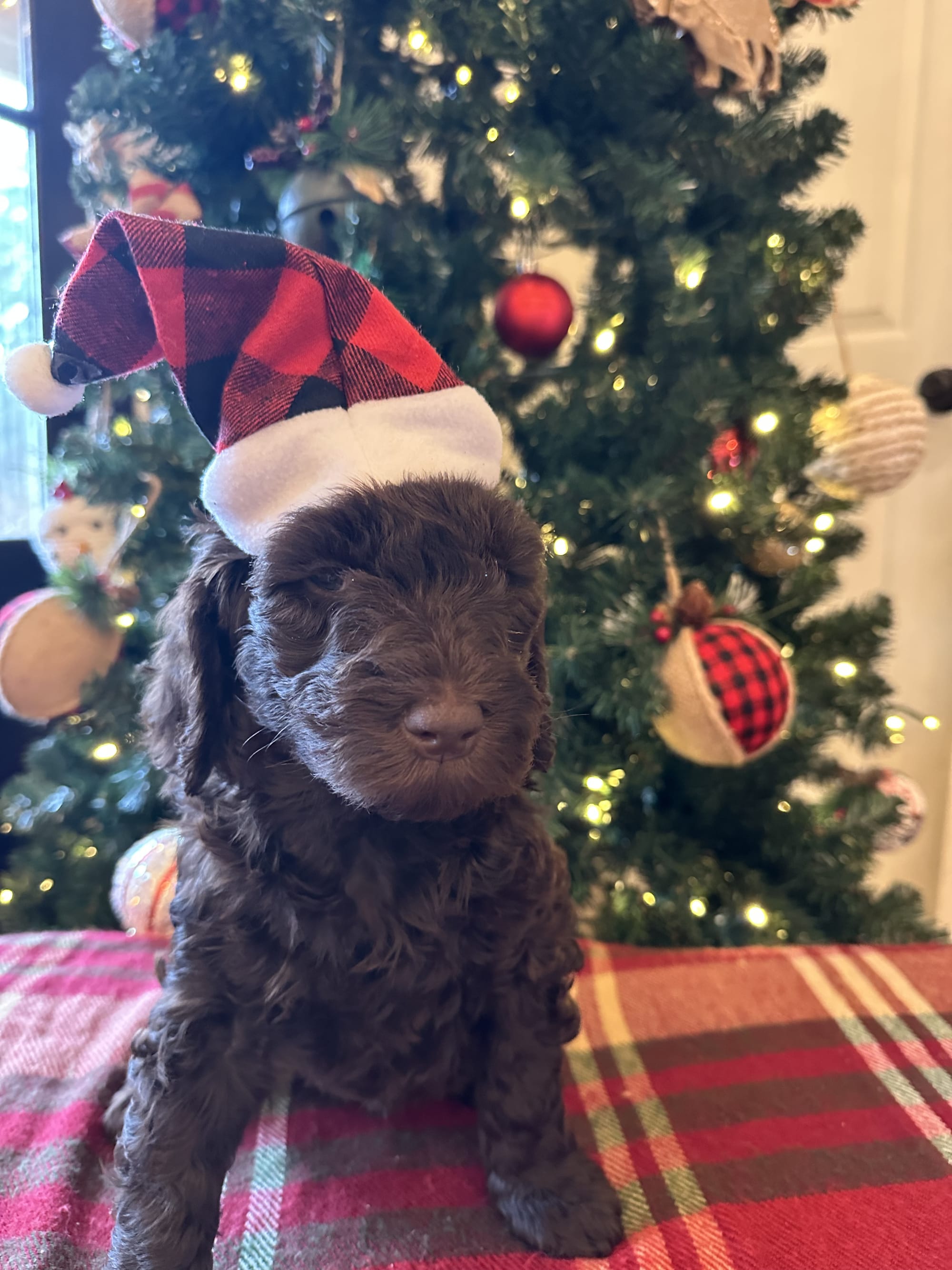 Bella and Bluey's MINI GOLDENDOODLE PUPPIES (GO HOME DECEMBER  12/21/25)