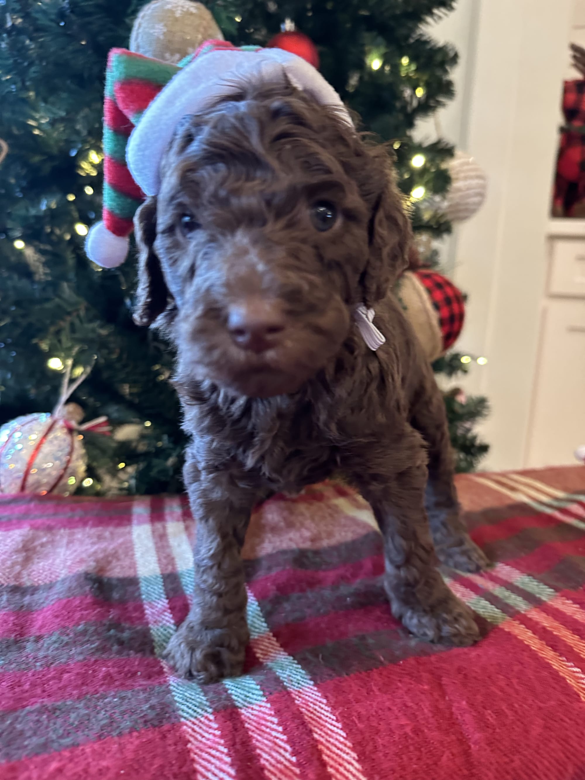 Bella and Blueys medium goldendoodle puppies (go home 12/21/25)