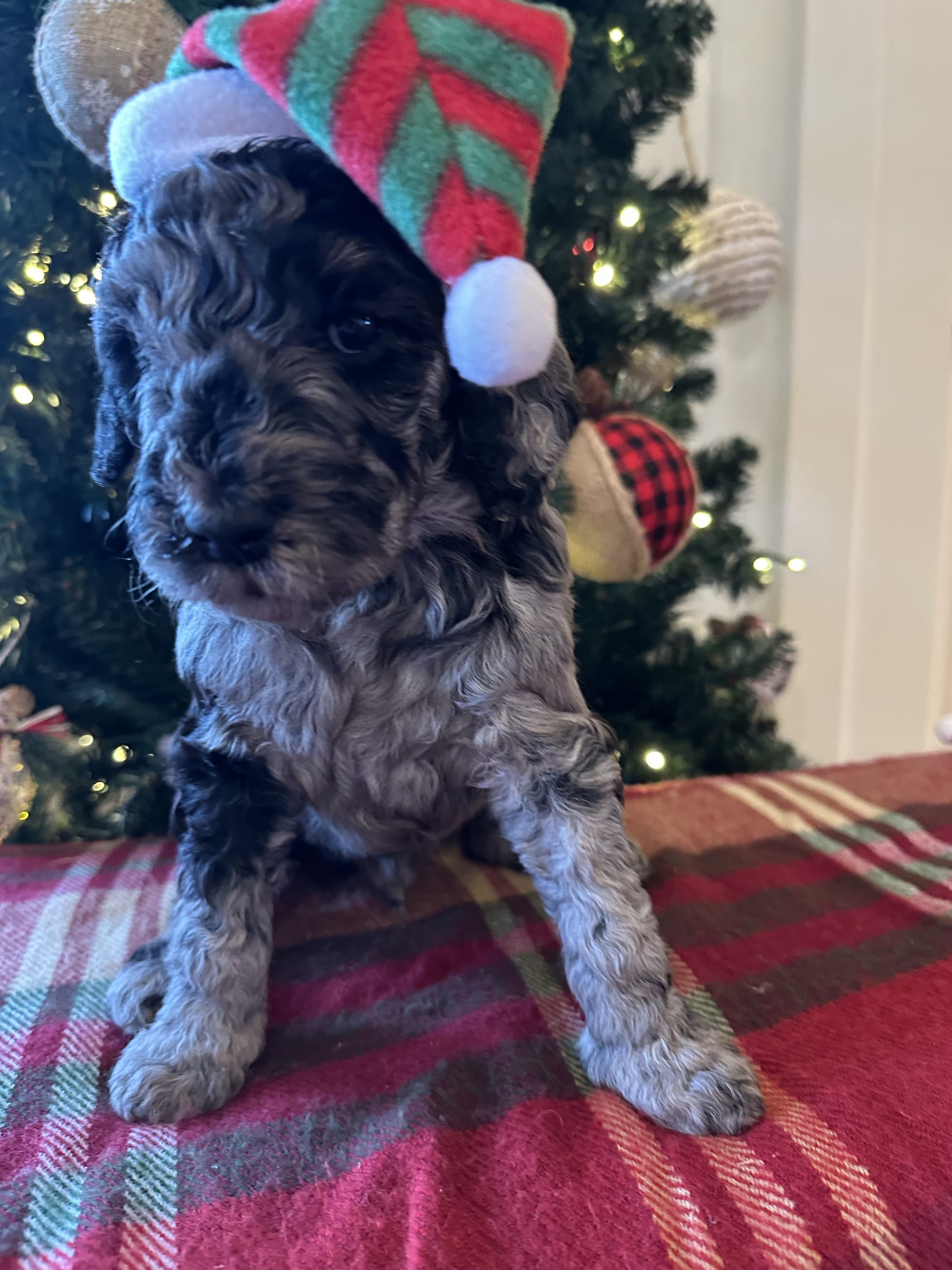 Bella and Blueys medium goldendoodle puppies (go home 12/21/25)
