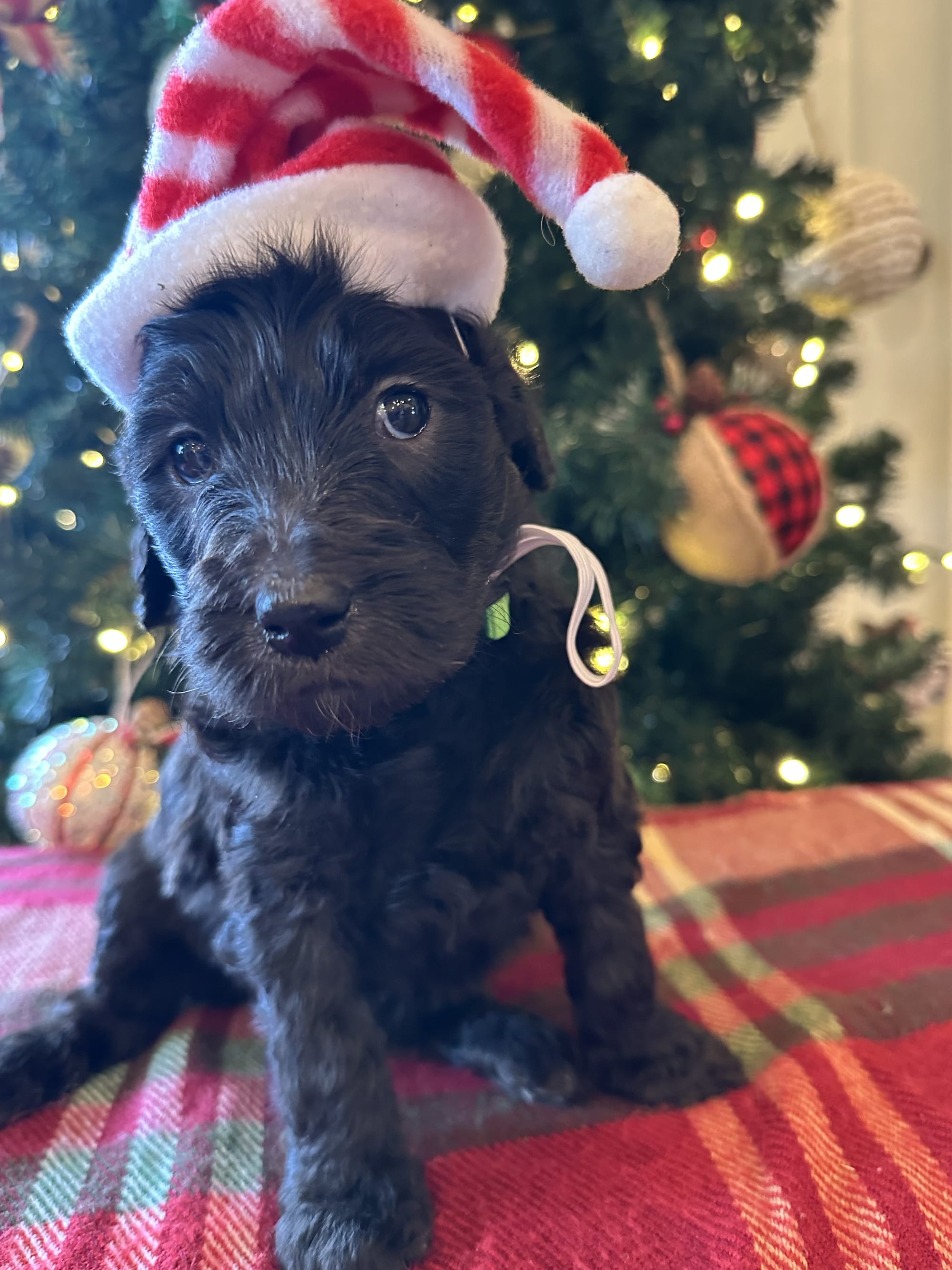 Bella and Blueys medium goldendoodle puppies (go home 12/21/25)