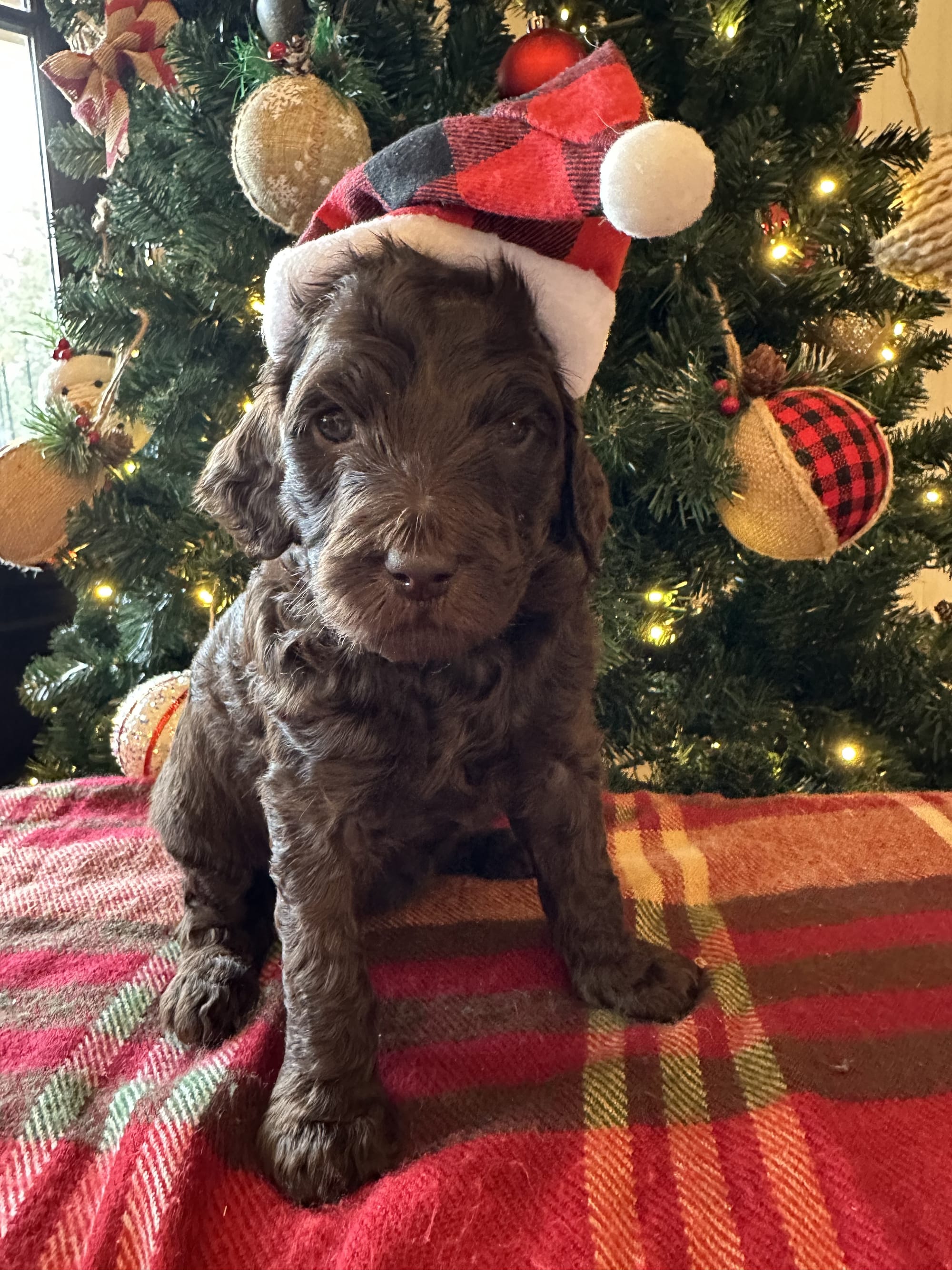 Bella and Blueys medium goldendoodle puppies (go home 12/21/25)