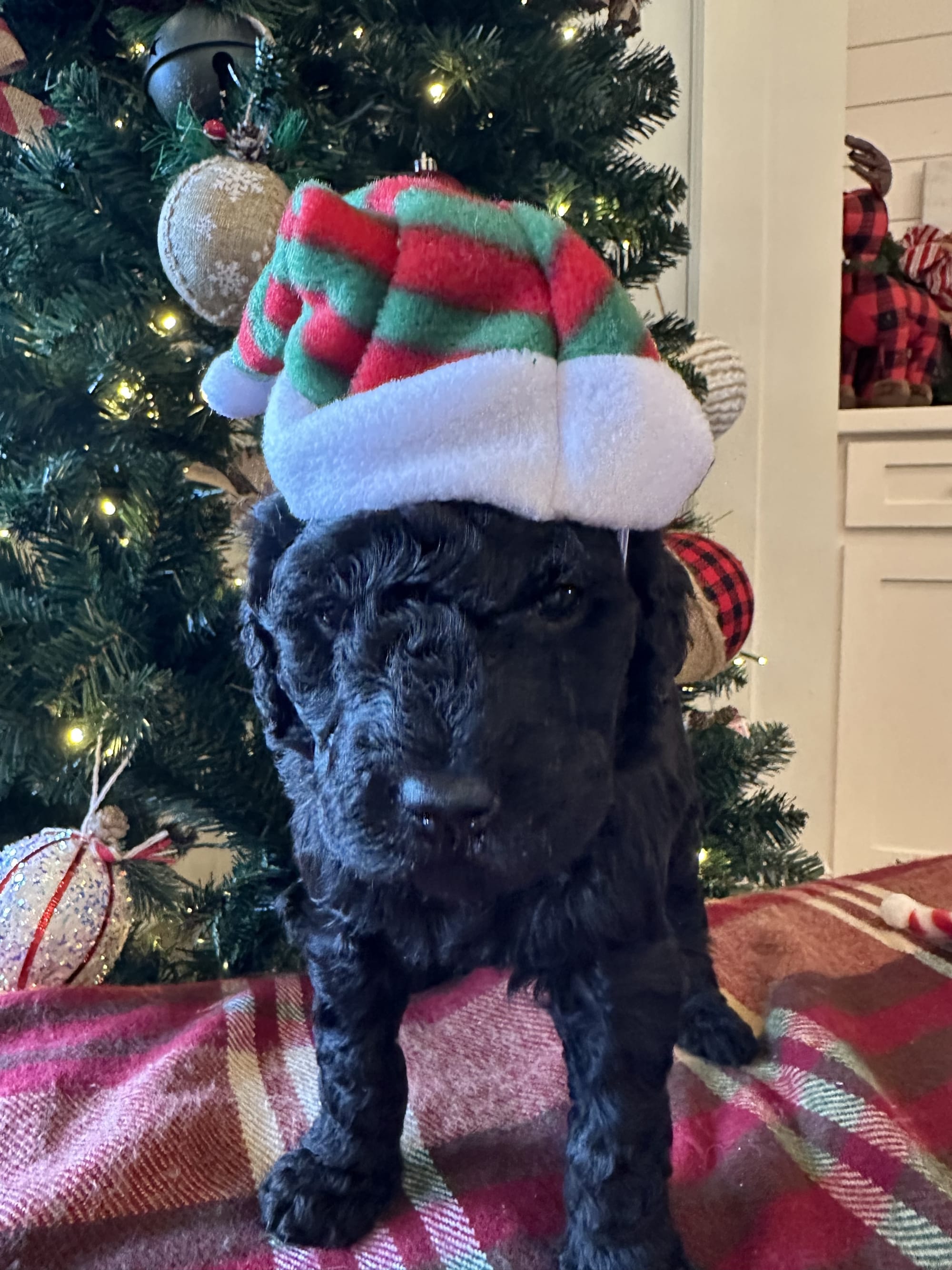 Bella and Blueys medium goldendoodle puppies (go home 12/21/25)