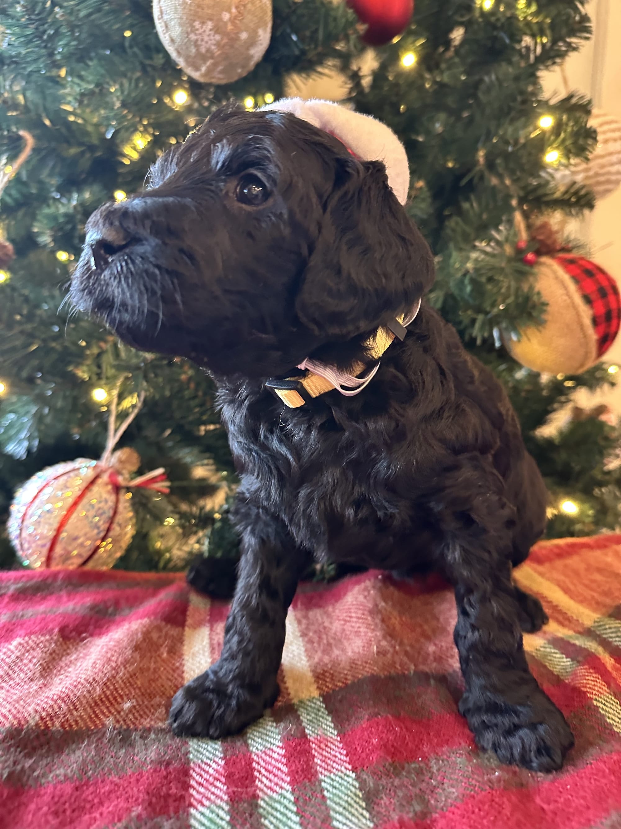 Bella and Blueys medium goldendoodle puppies (go home 12/21/25)