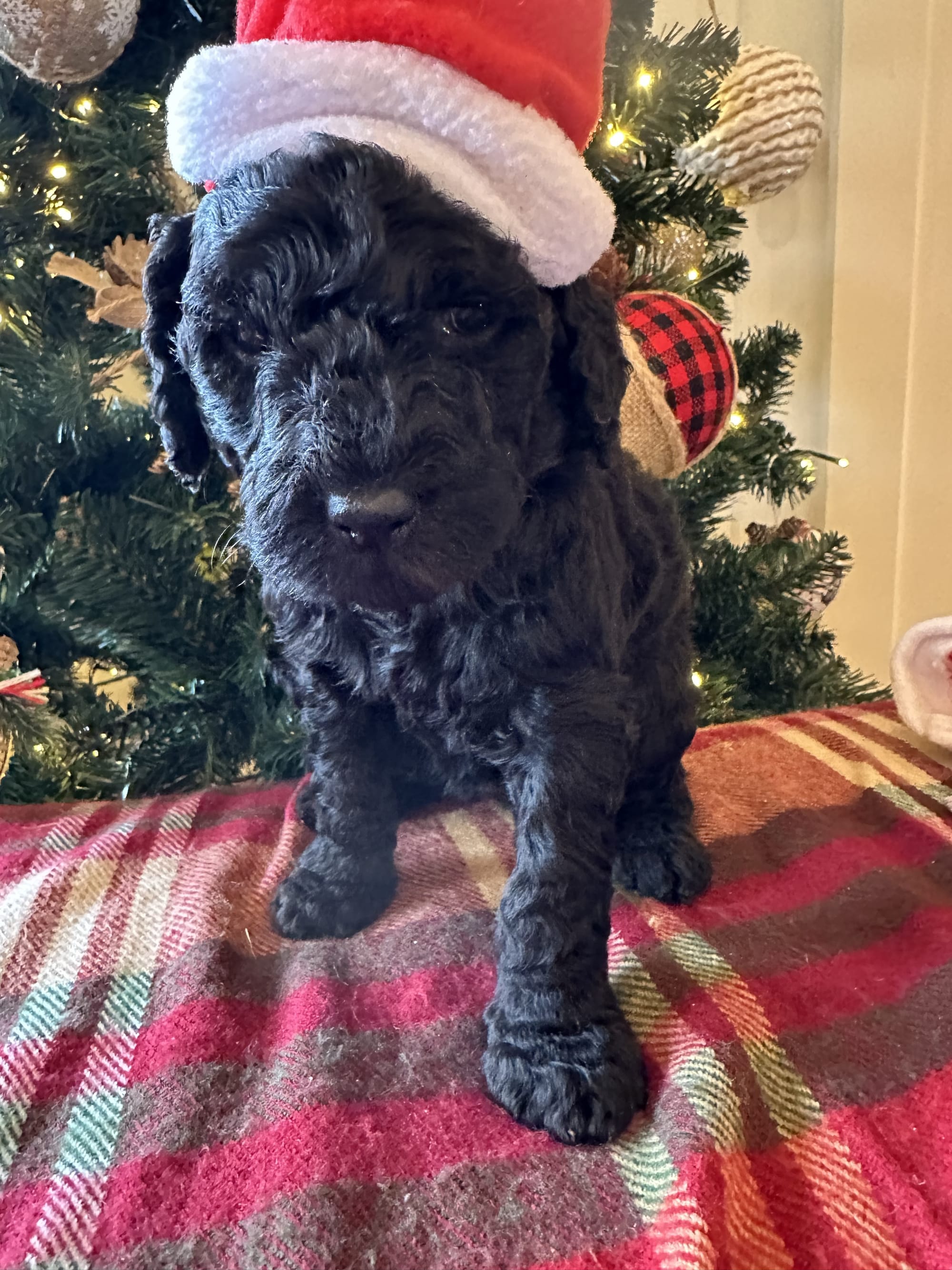 Bella and Blueys medium goldendoodle puppies (go home 12/21/25)