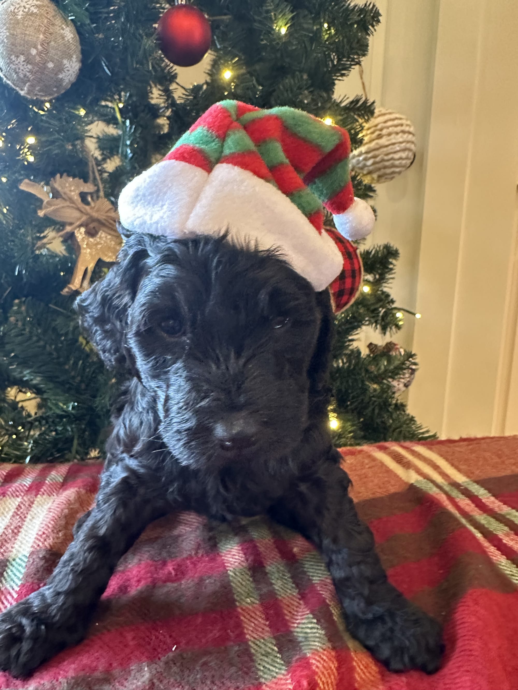 Bella and Blueys medium goldendoodle puppies (go home 12/21/25)
