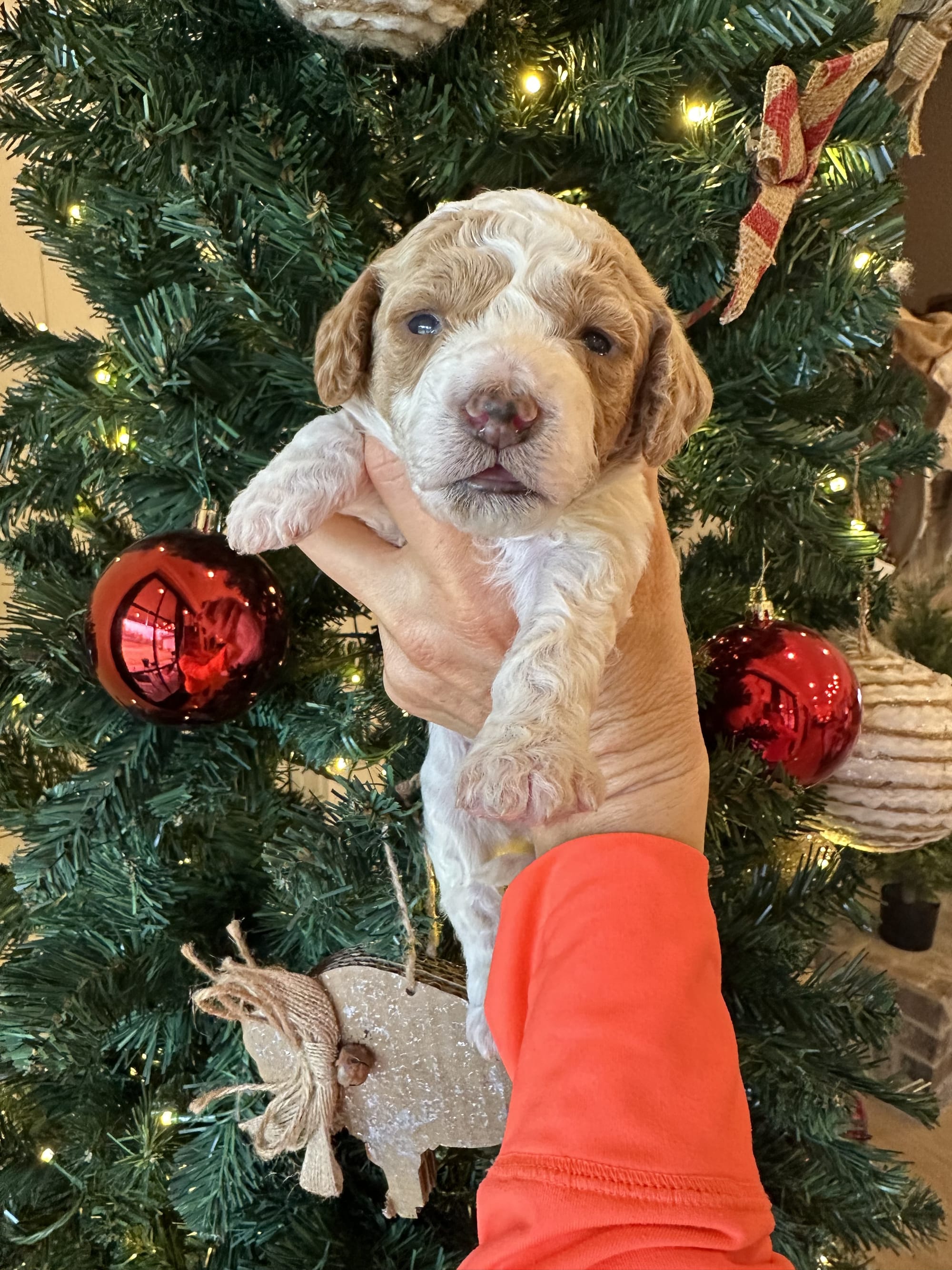 CHERRY'S MINI GOLDENDOODLE PUPPIES (GO HOME JANUARY 10 2026)