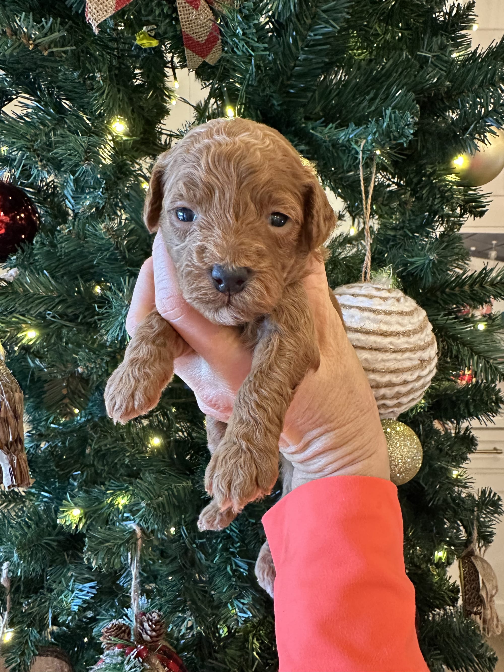 CHERRY'S MINI GOLDENDOODLE PUPPIES (GO HOME JANUARY 10 2026)