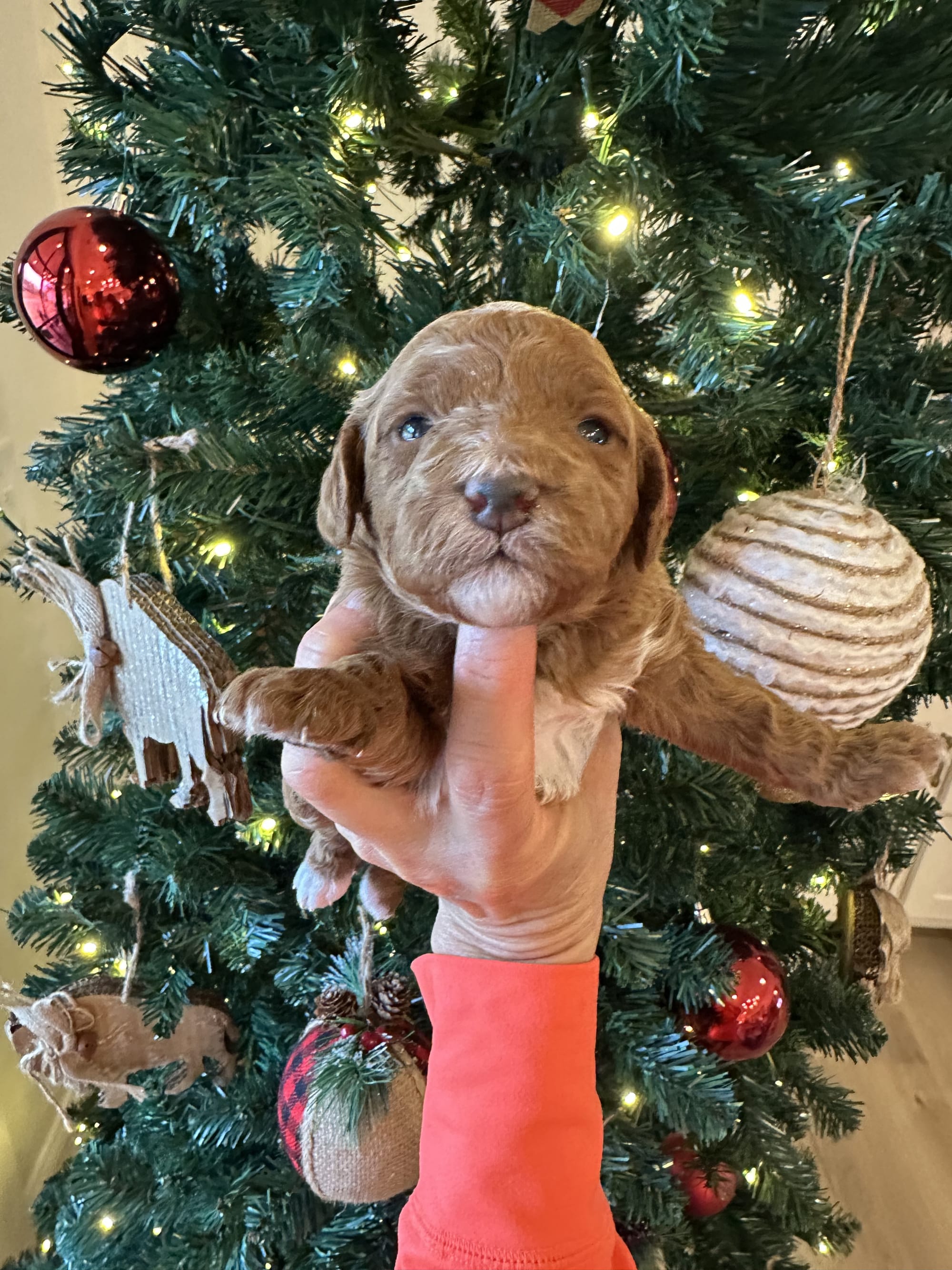 CHERRY'S MINI GOLDENDOODLE PUPPIES (GO HOME JANUARY 10 2026)