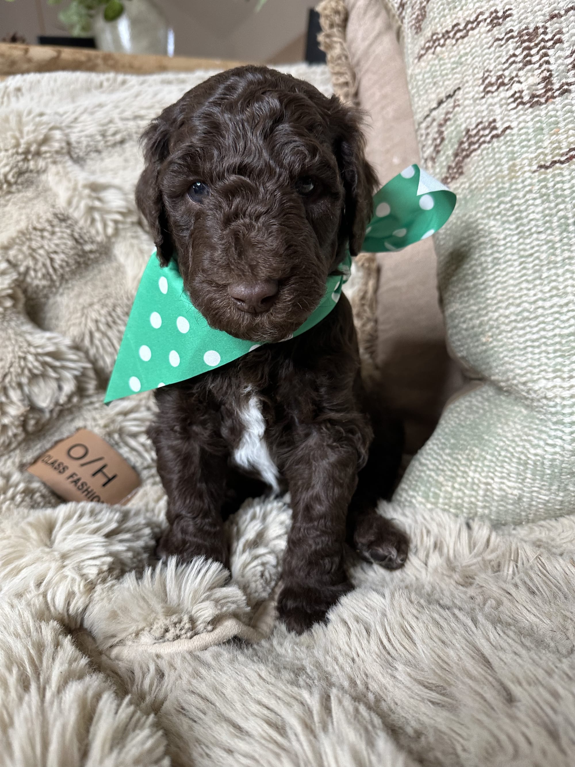 Bluey and Skylar's past litter puppies