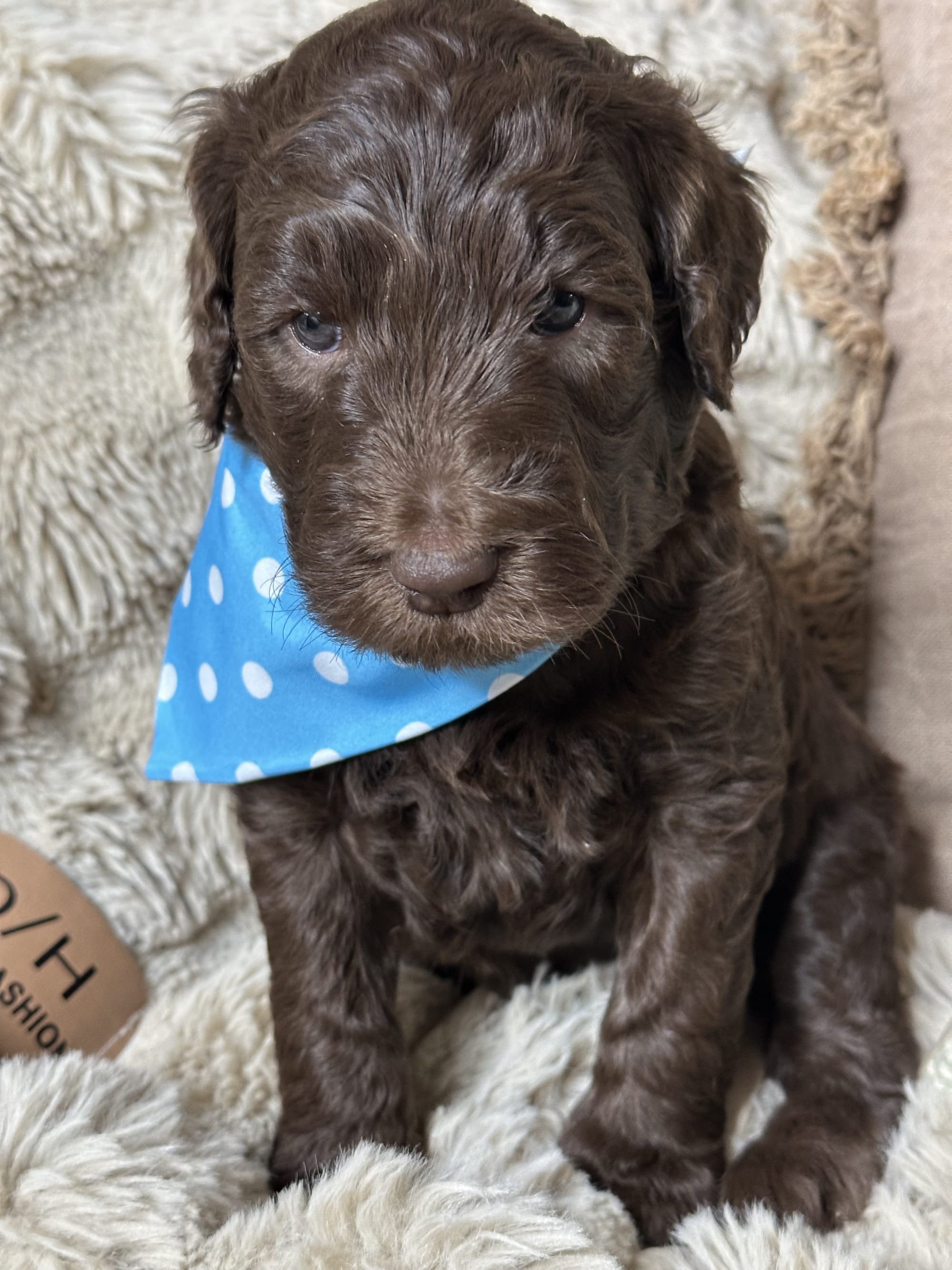 Bluey and Skylar's past litter puppies