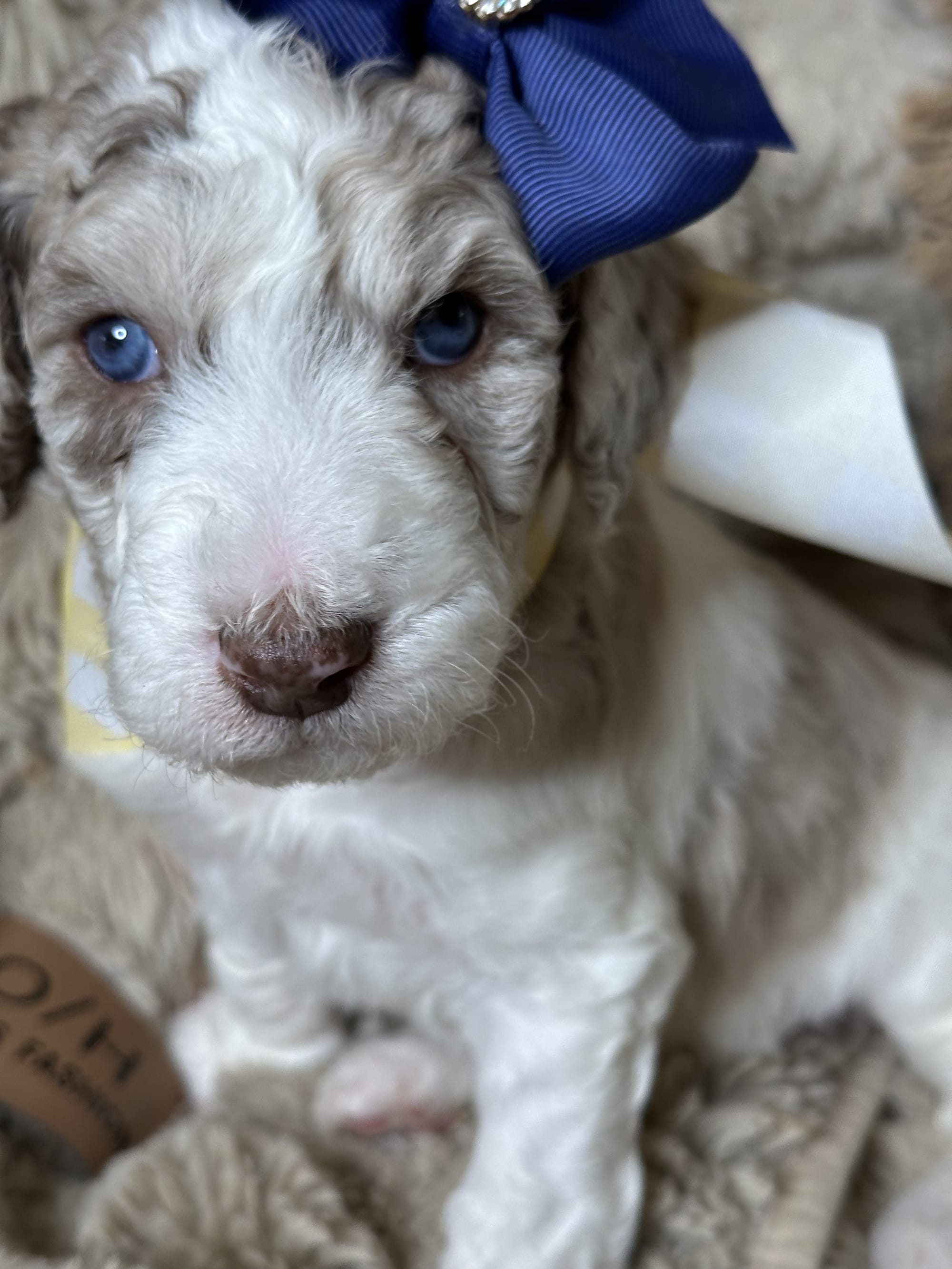Bluey and Skylar's past litter puppies