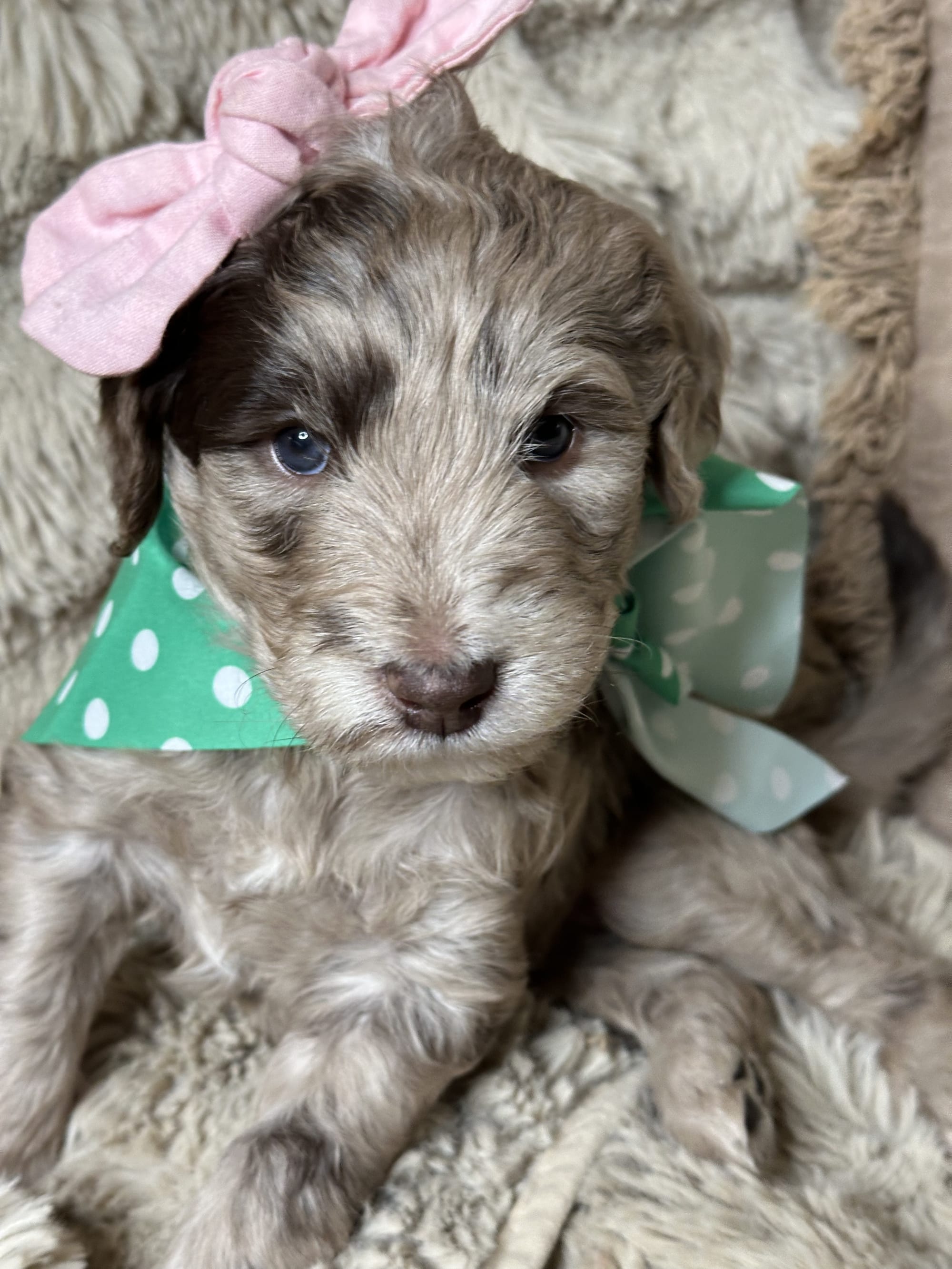 Bluey and Skylar's past litter puppies