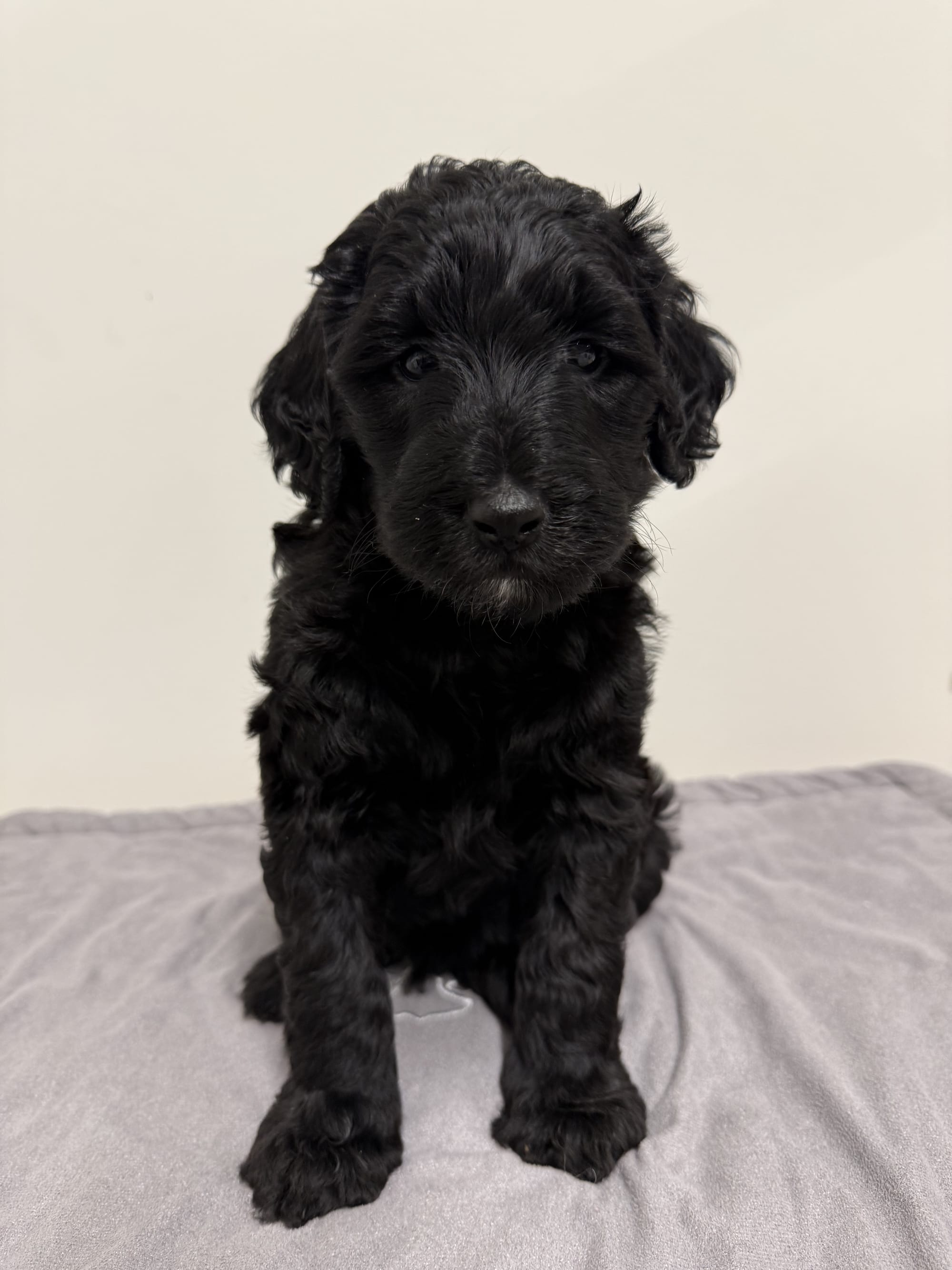 ZENA AND BLUEY'S MINI GOLDENDOODLE PAST LITTER PUPPIES