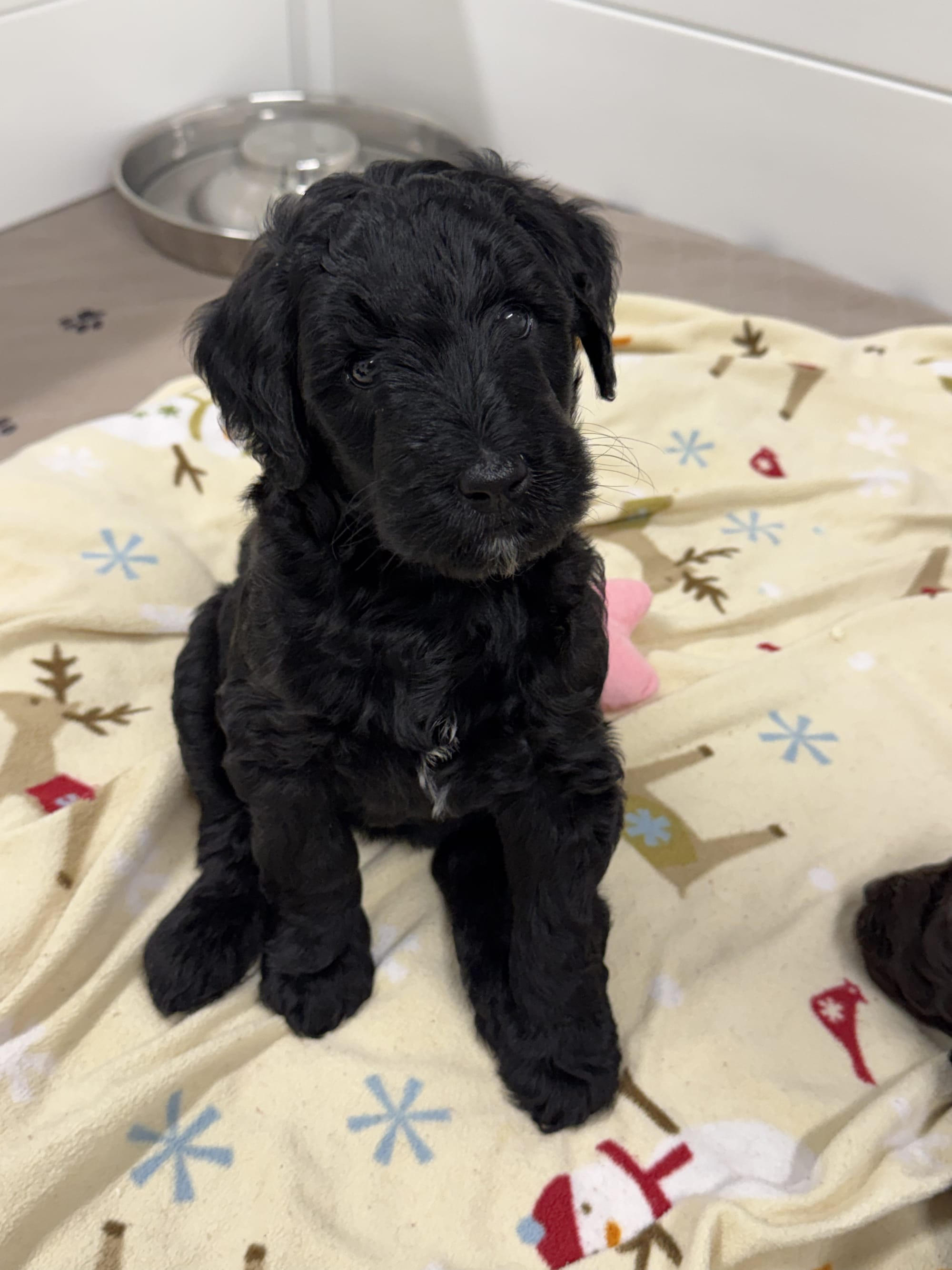 ZENA AND BLUEY'S MINI GOLDENDOODLE PAST LITTER PUPPIES