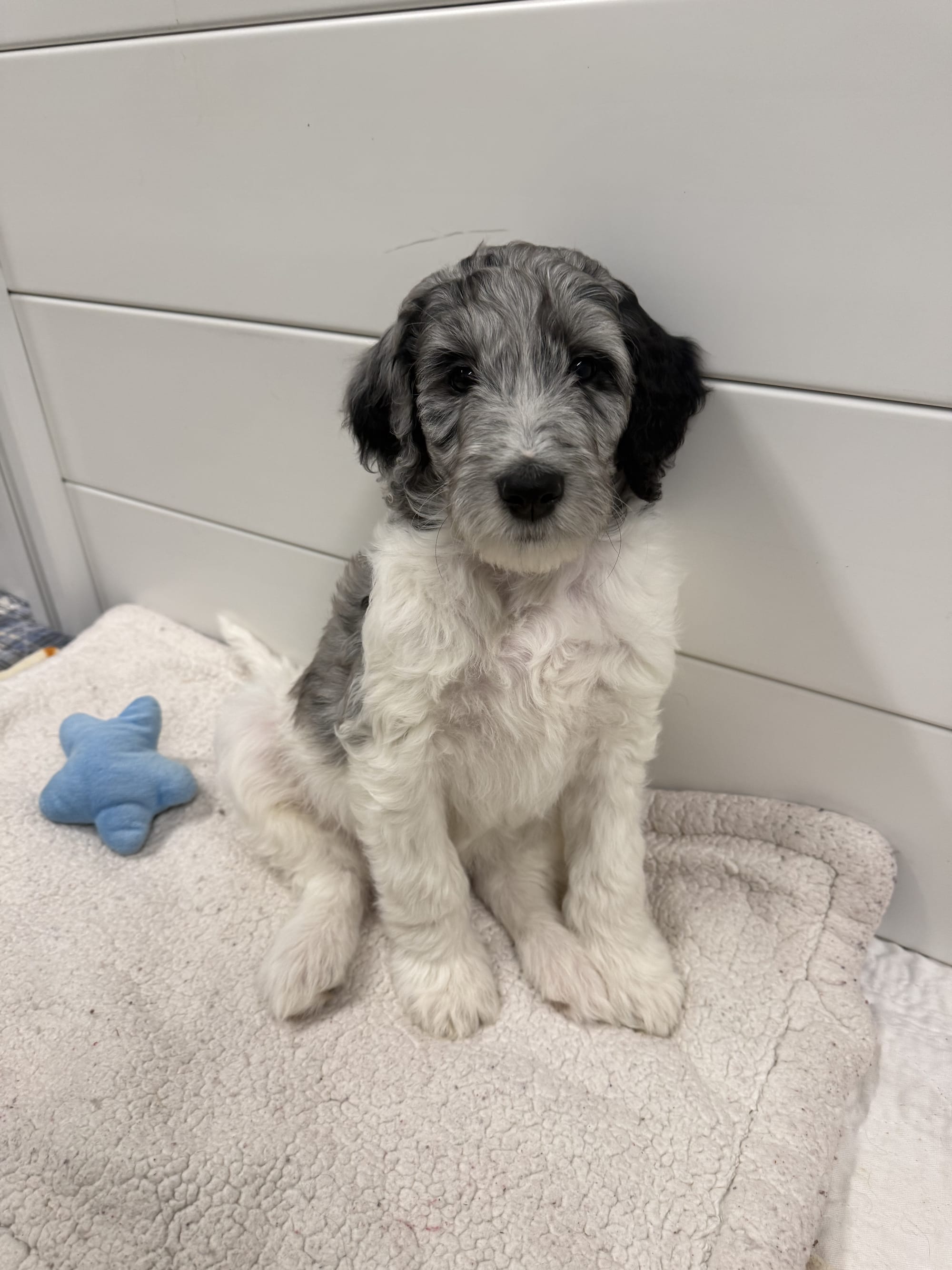 ZENA AND BLUEY'S MINI GOLDENDOODLE PAST LITTER PUPPIES