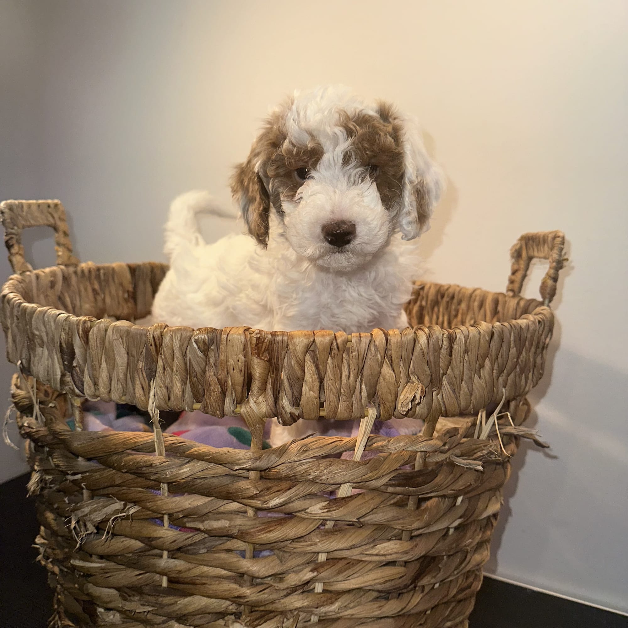 CHERRY'S MINI GOLDENDOODLE PUPPIES (GO HOME JANUARY 10 2026)