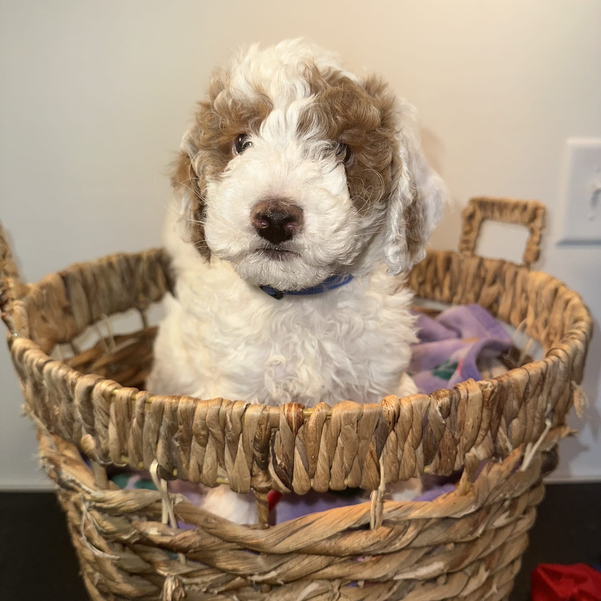 CHERRY'S MINI GOLDENDOODLE PUPPIES (GO HOME JANUARY 10 2026)