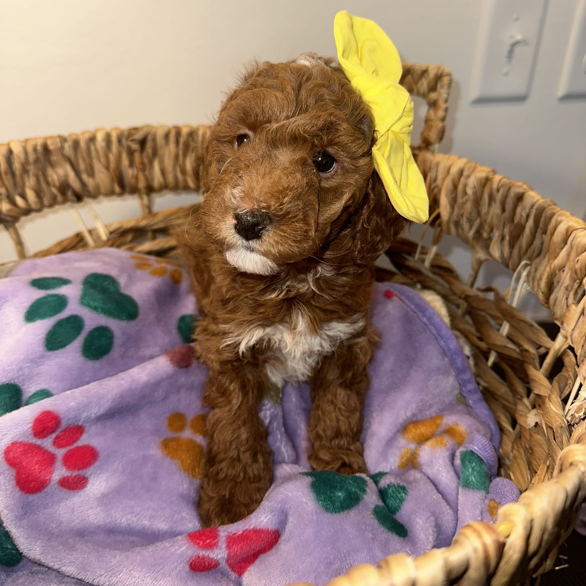 CHERRY'S MINI GOLDENDOODLE PUPPIES (GO HOME JANUARY 10 2026)