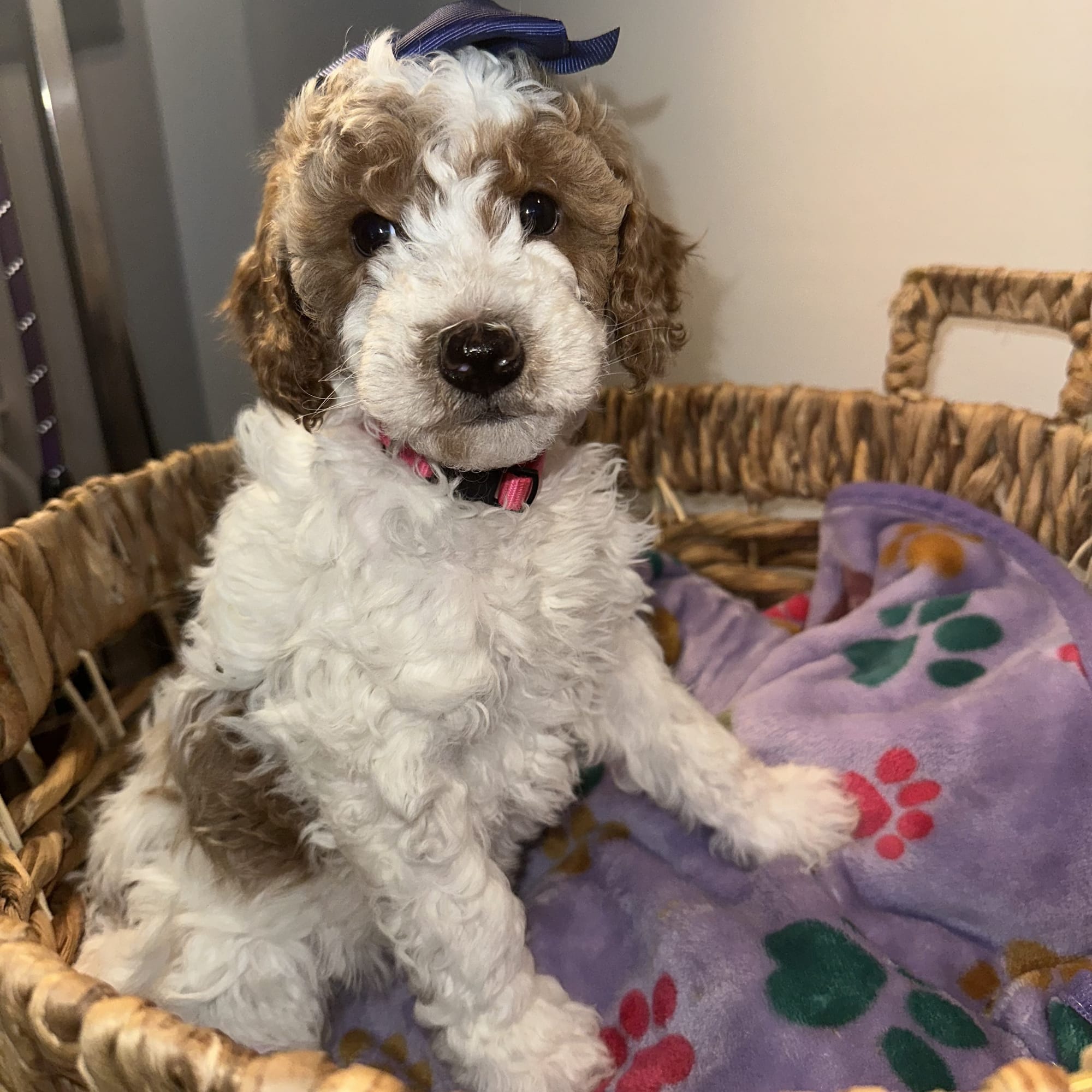 CHERRY'S MINI GOLDENDOODLE PUPPIES (GO HOME JANUARY 10 2026)