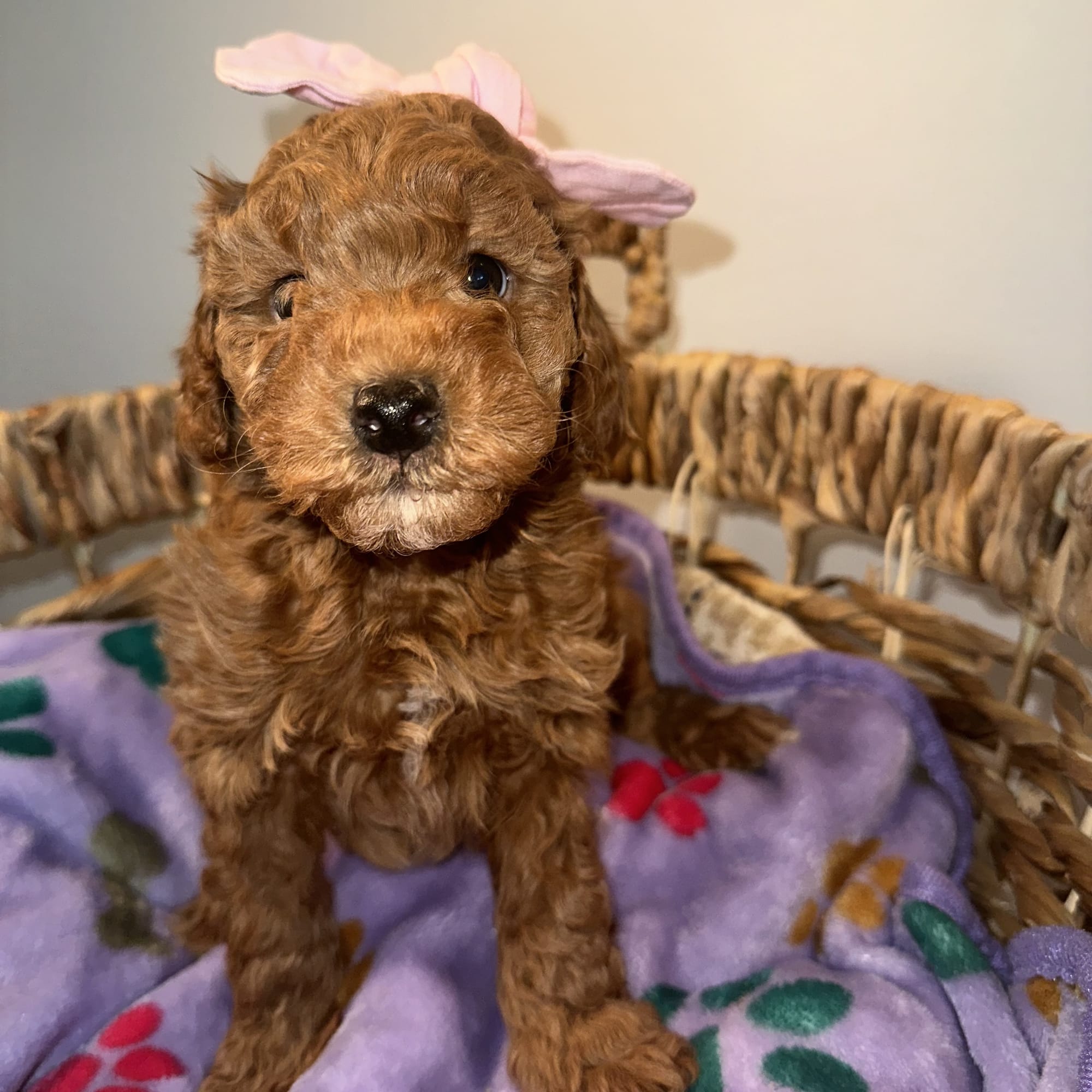 CHERRY'S MINI GOLDENDOODLE PUPPIES (GO HOME JANUARY 10 2026)