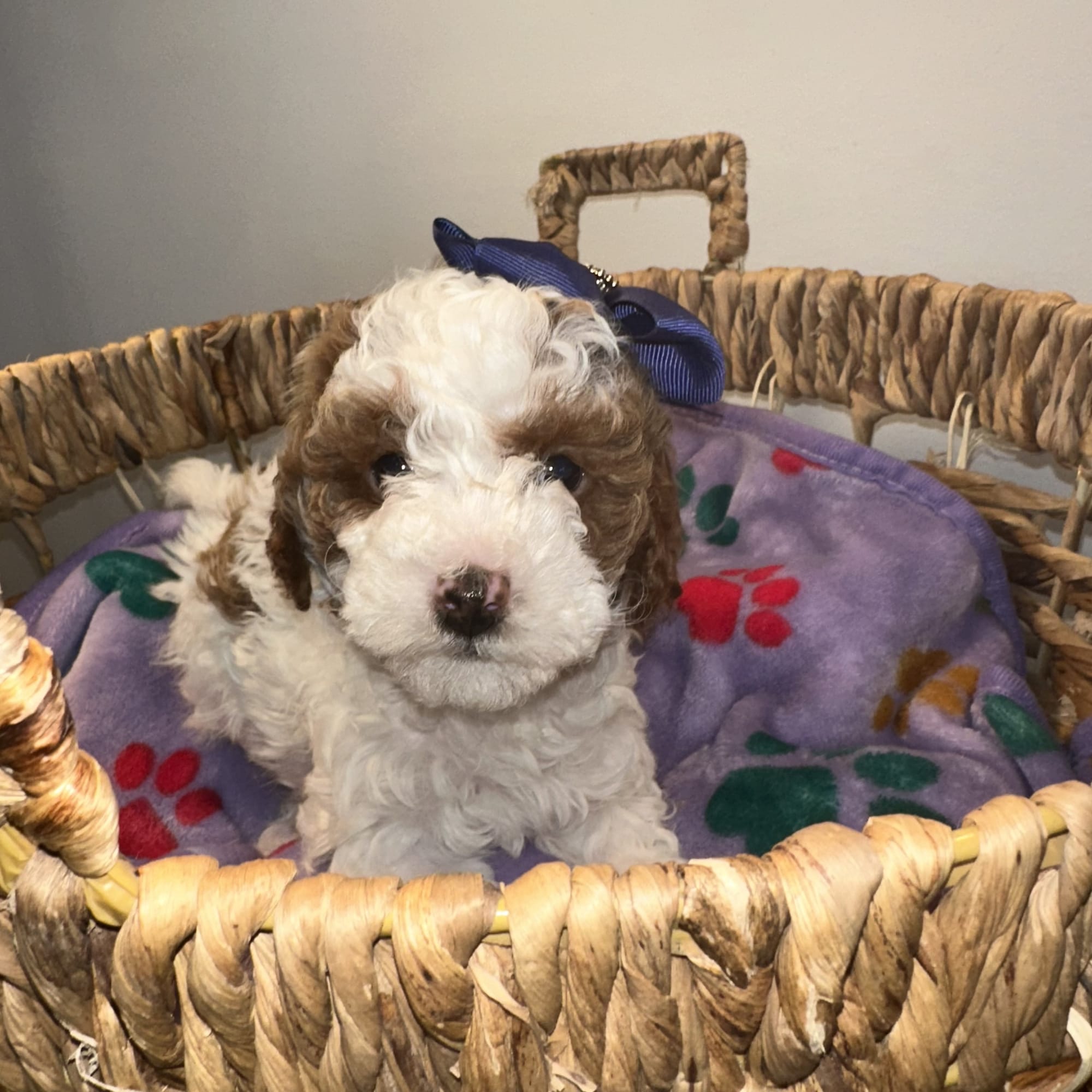 CHERRY'S MINI GOLDENDOODLE PUPPIES (GO HOME JANUARY 10 2026)