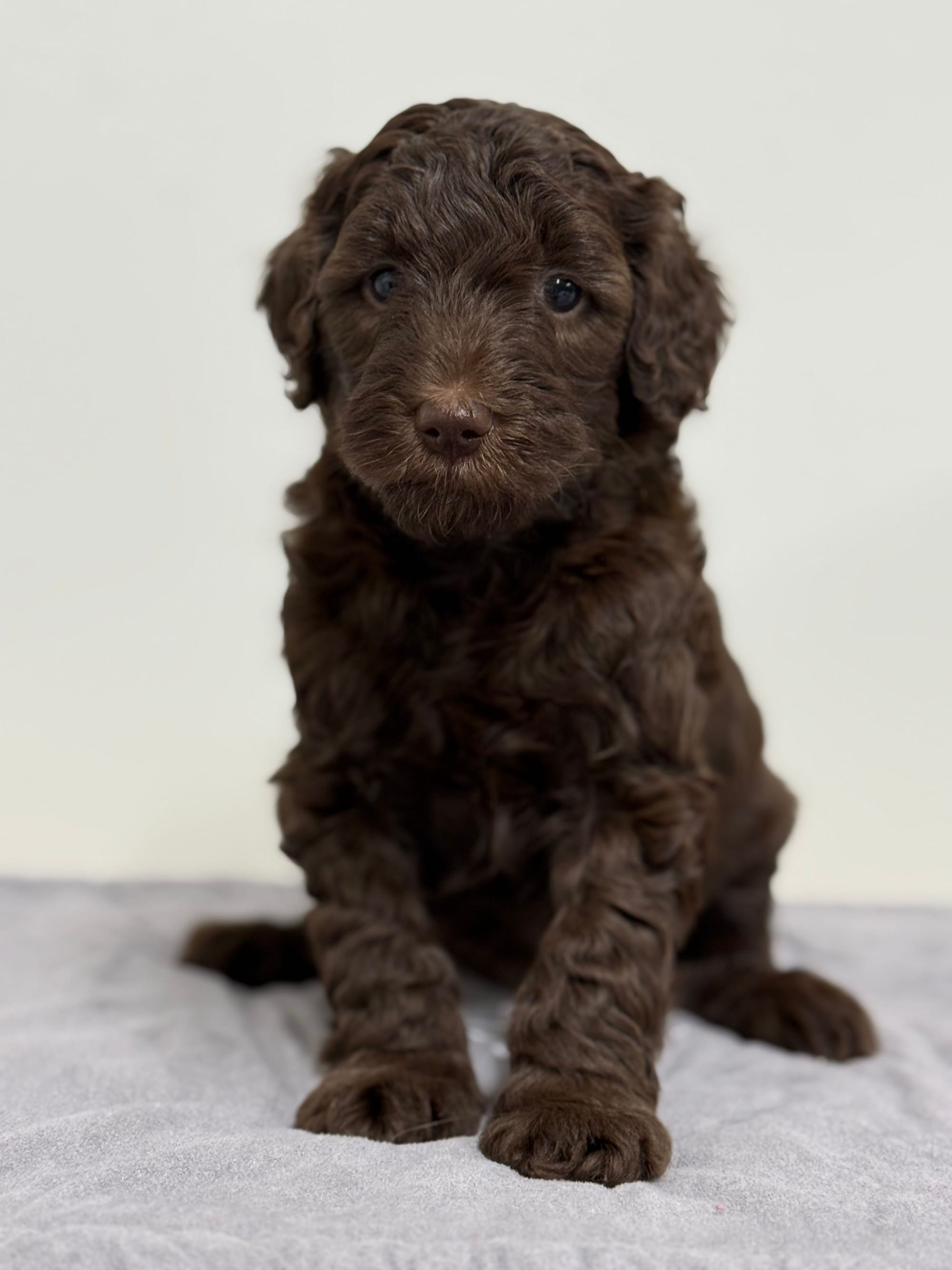 ZENA AND BLUEY'S MINI GOLDENDOODLE PAST LITTER PUPPIES