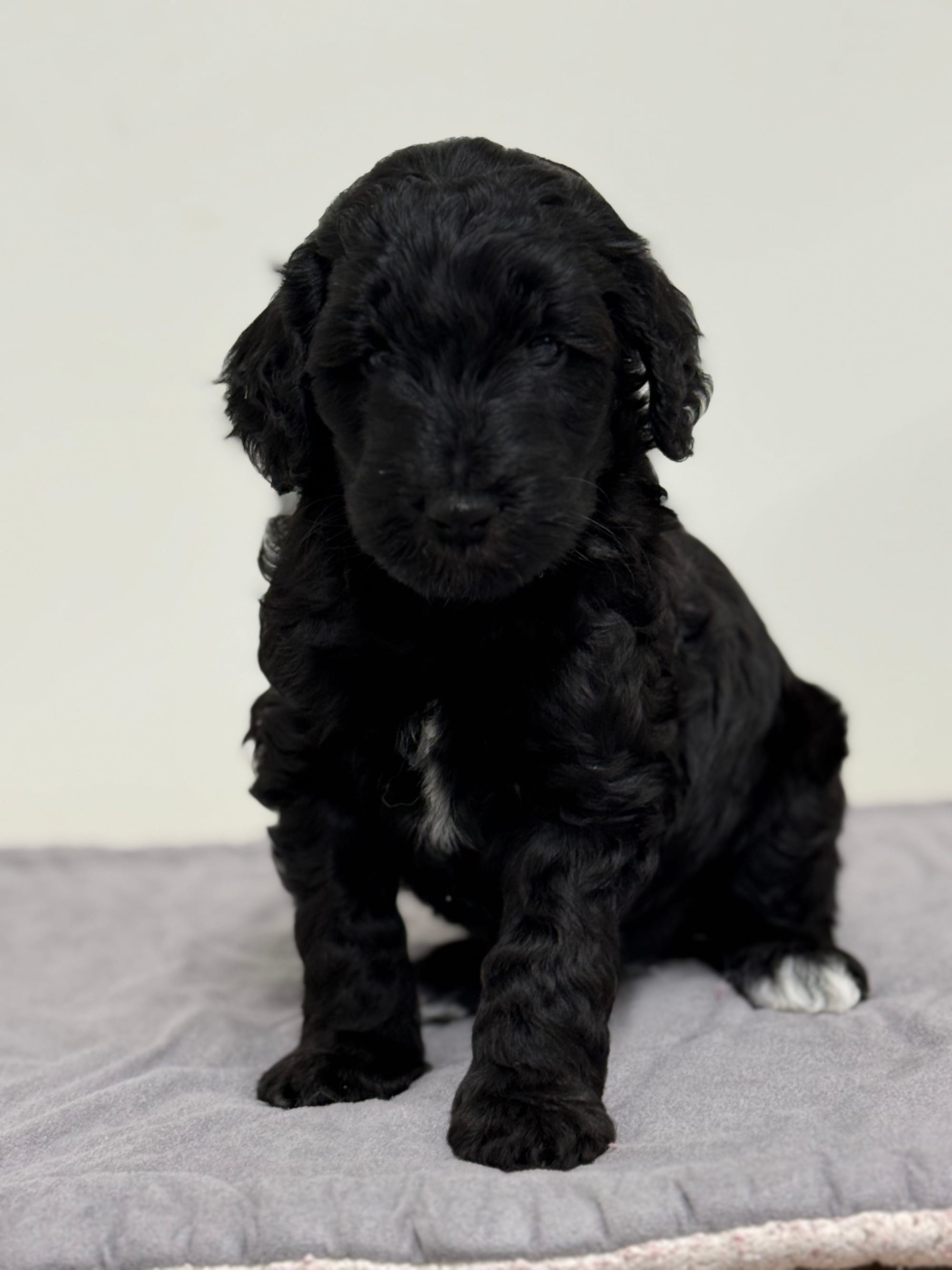 ZENA AND BLUEY'S MINI GOLDENDOODLE PAST LITTER PUPPIES