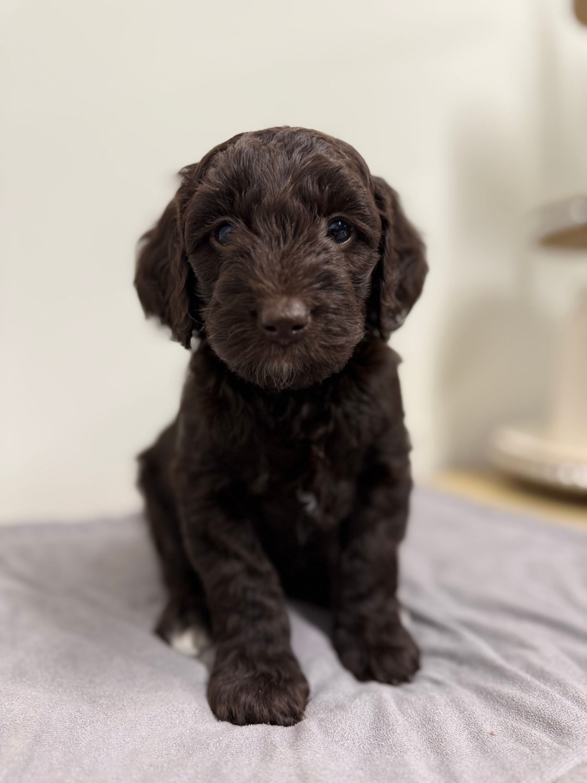 ZENA AND BLUEY'S MINI GOLDENDOODLE PAST LITTER PUPPIES