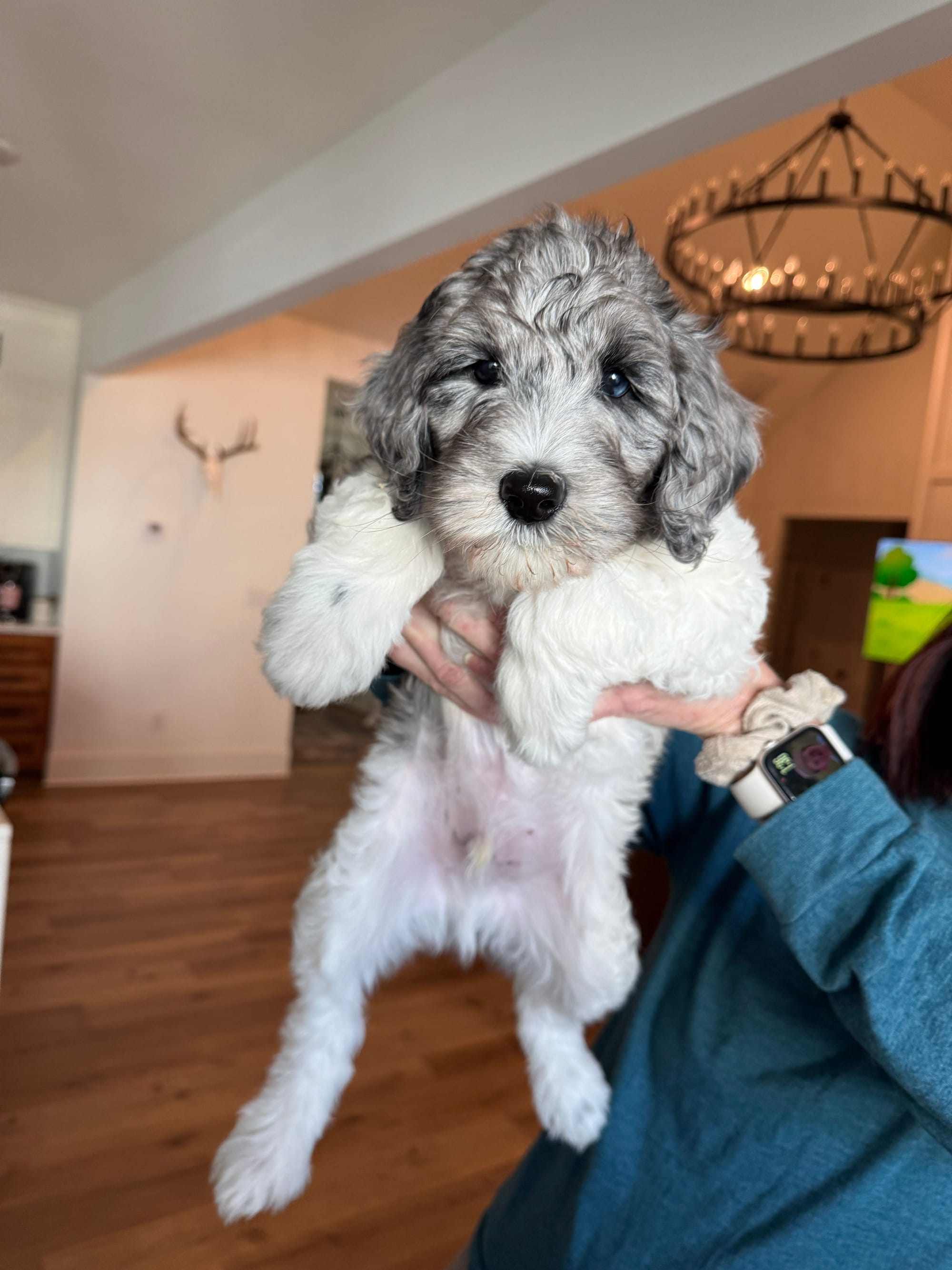 ZENA AND BLUEY'S MINI GOLDENDOODLE PAST LITTER PUPPIES