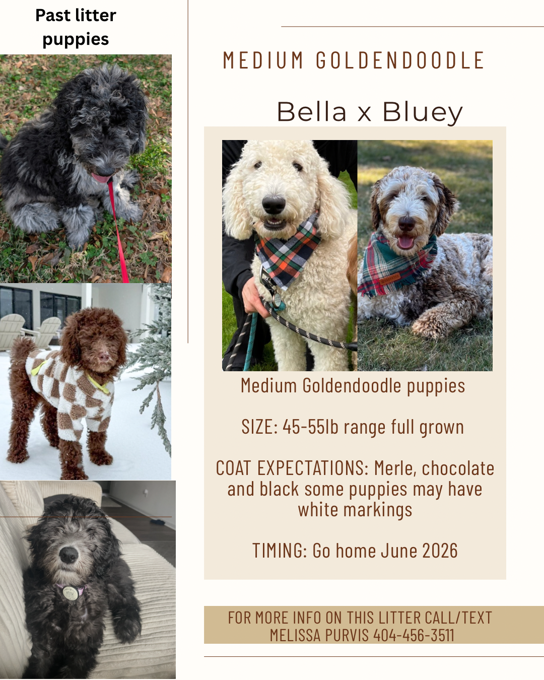 Bella and Bluey's medium/standard goldendoodle puppies (GO HOME JUNE 2026)