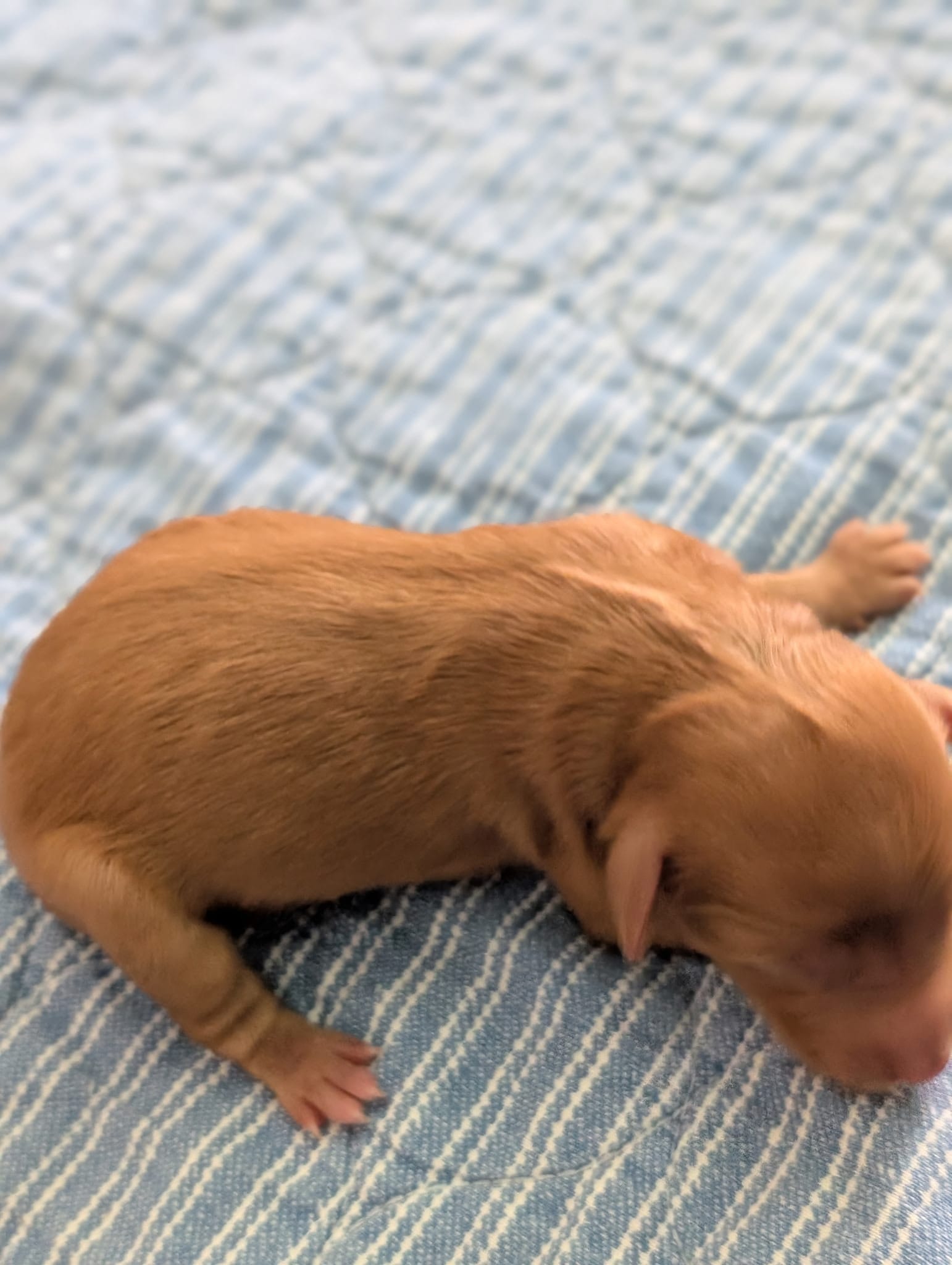 Stella and Griffey's mini goldendoodle puppies (go home July 11th 2026)