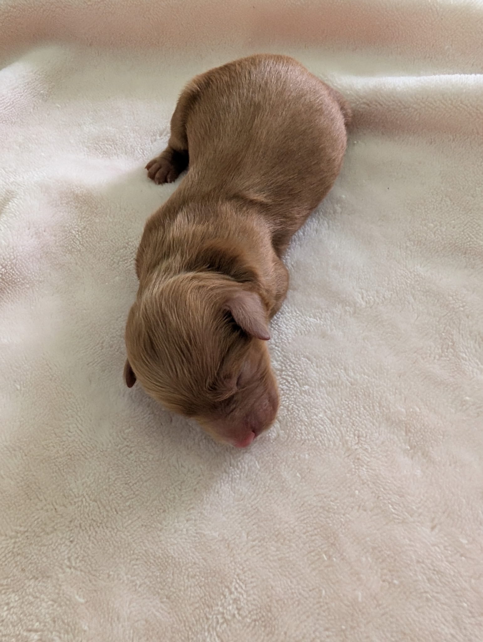 Stella and Griffey's mini goldendoodle puppies (go home July 11th 2026)