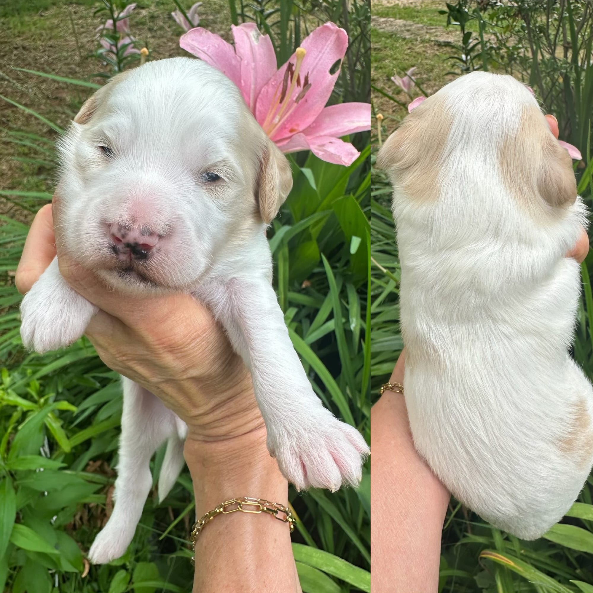 Sophie and Beau's mini goldendoodle puppies (GO HOME JULY 11th 2026)