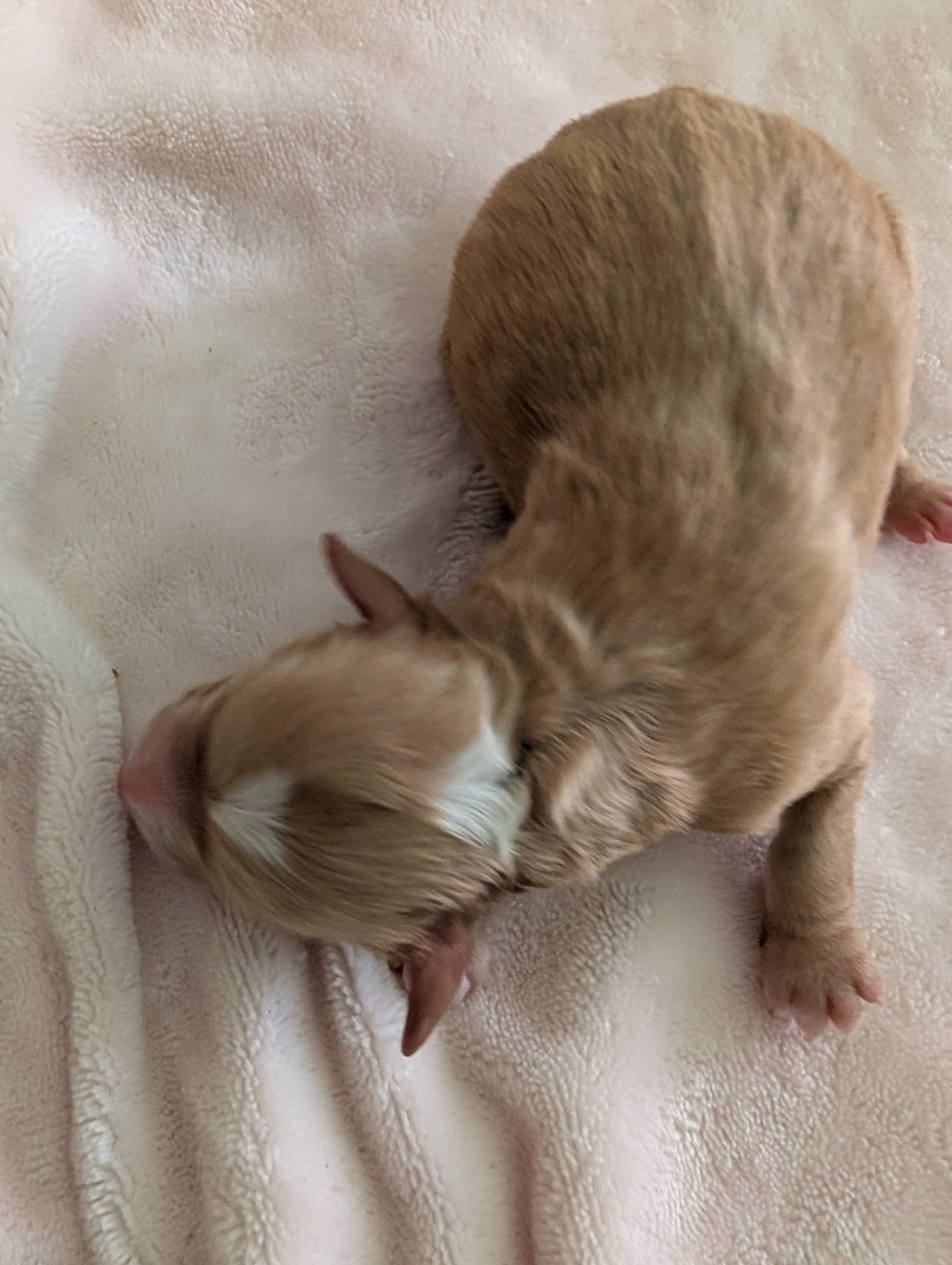 Stella and Griffey's mini goldendoodle puppies (go home July 11th 2026)