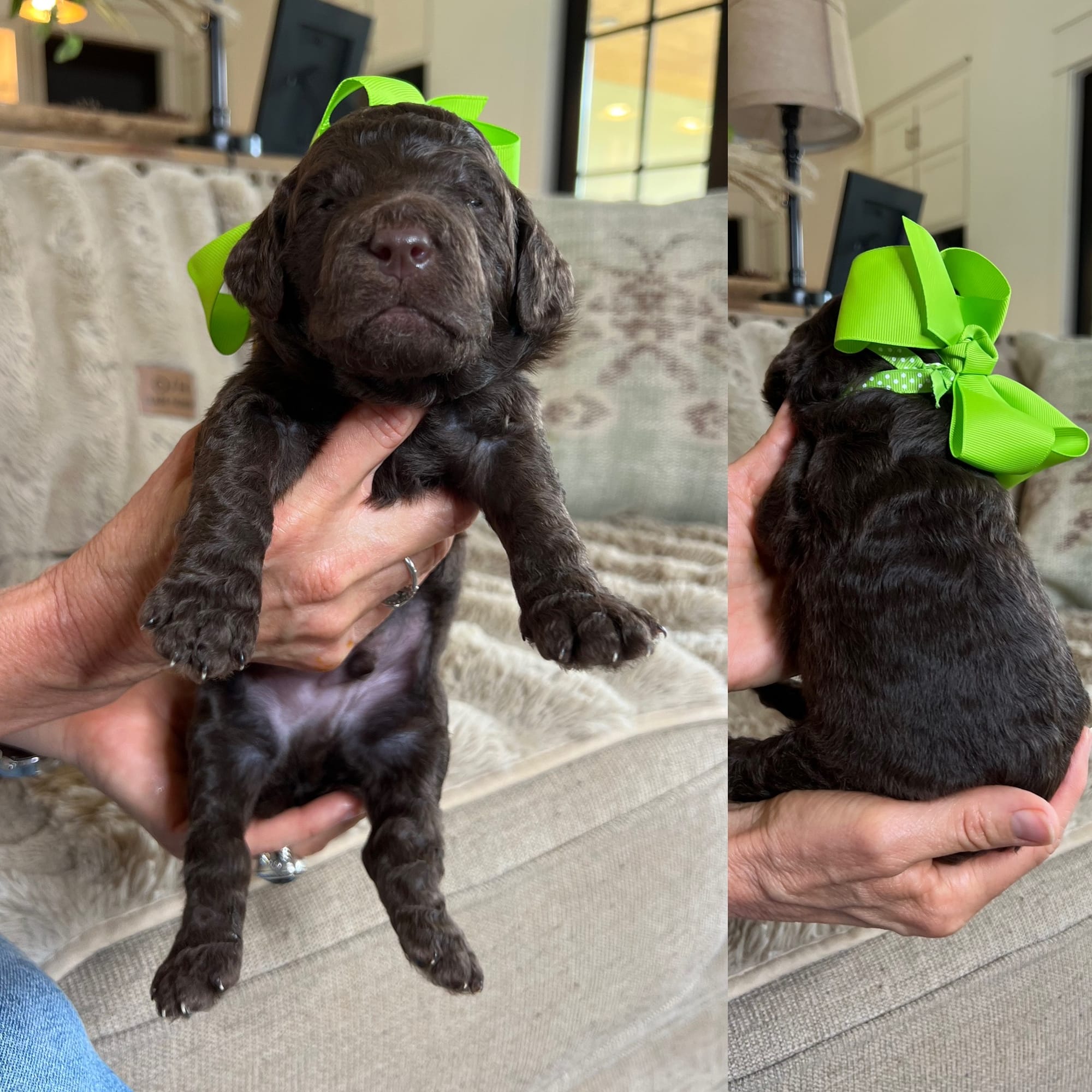 Bella and Bluey's medium/standard goldendoodle puppies (GO HOME JUNE 2026)