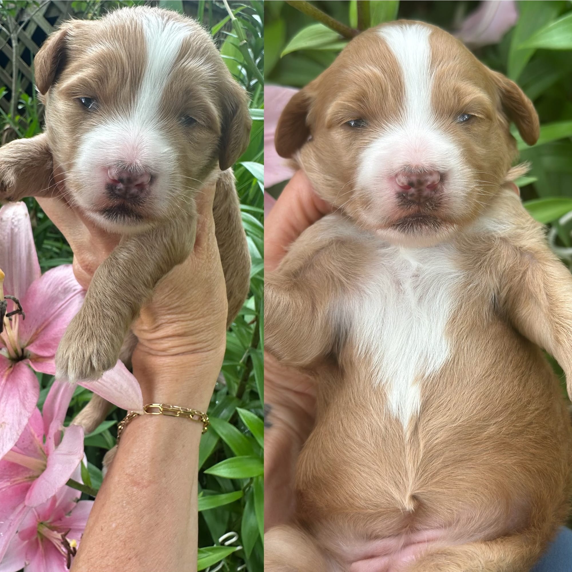 Sophie and Beau's mini goldendoodle puppies (GO HOME JULY 11th 2026)