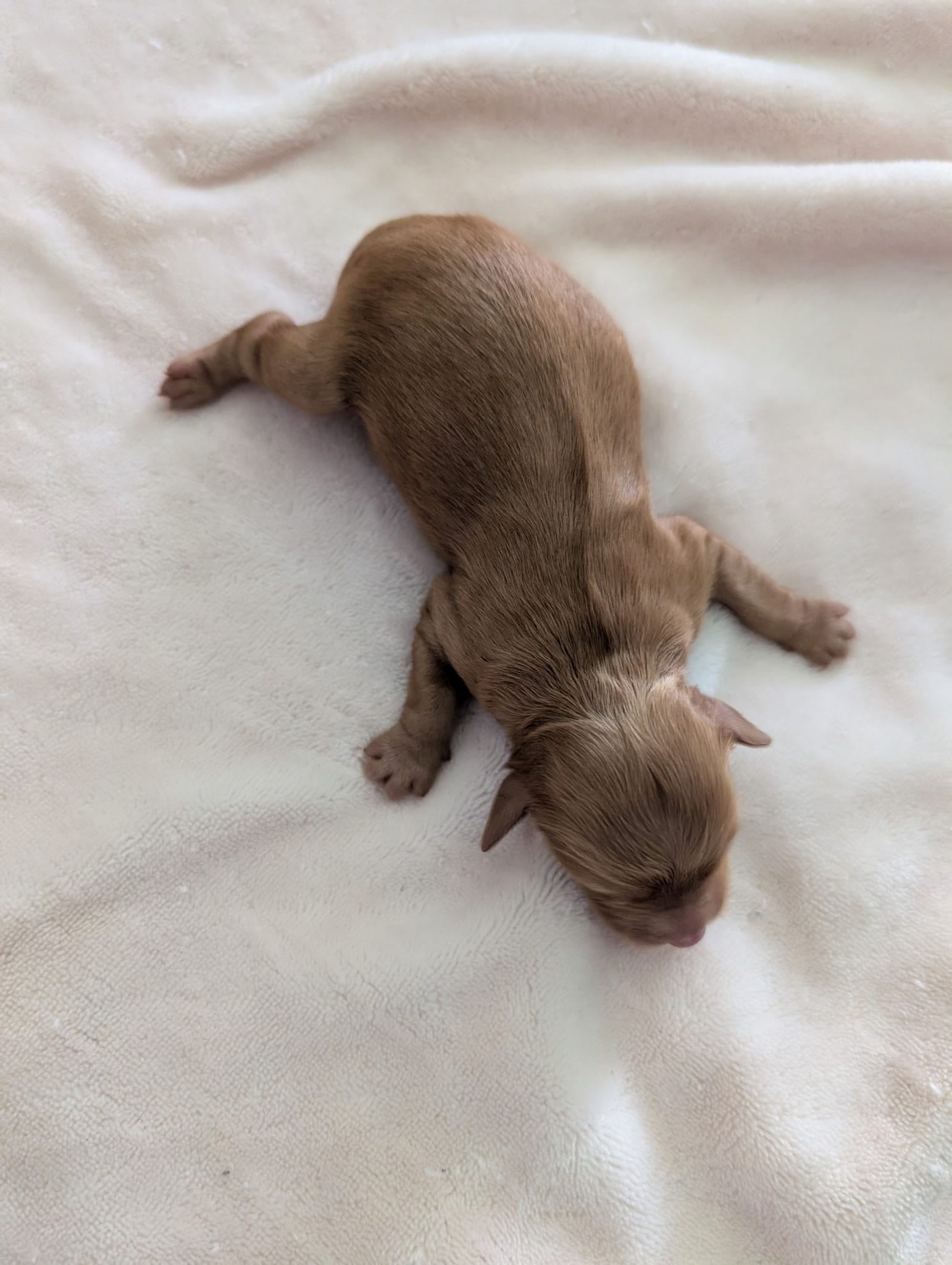 Stella and Griffey's mini goldendoodle puppies (go home July 11th 2026)