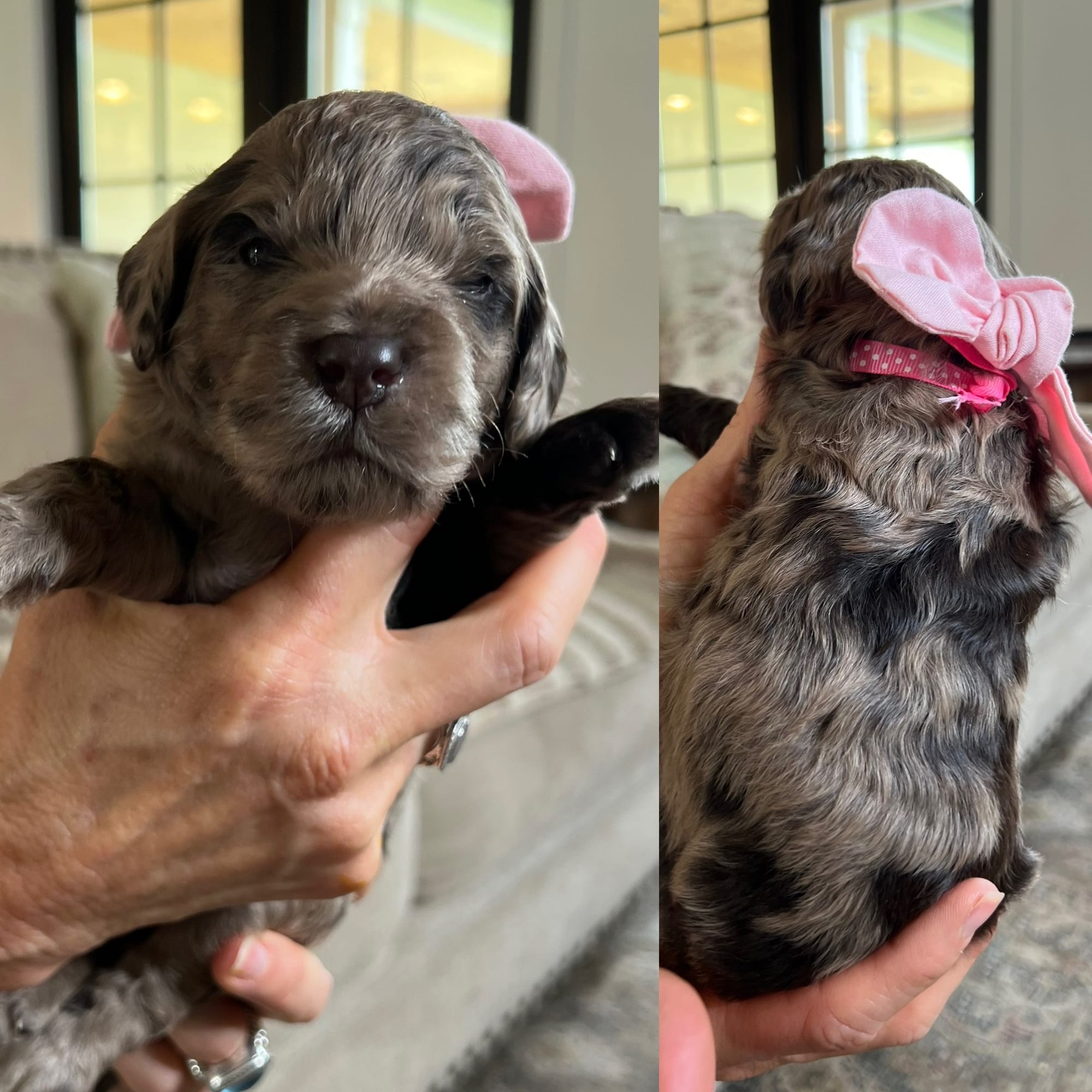 Bella and Bluey's medium/standard goldendoodle puppies (GO HOME JUNE 2026)