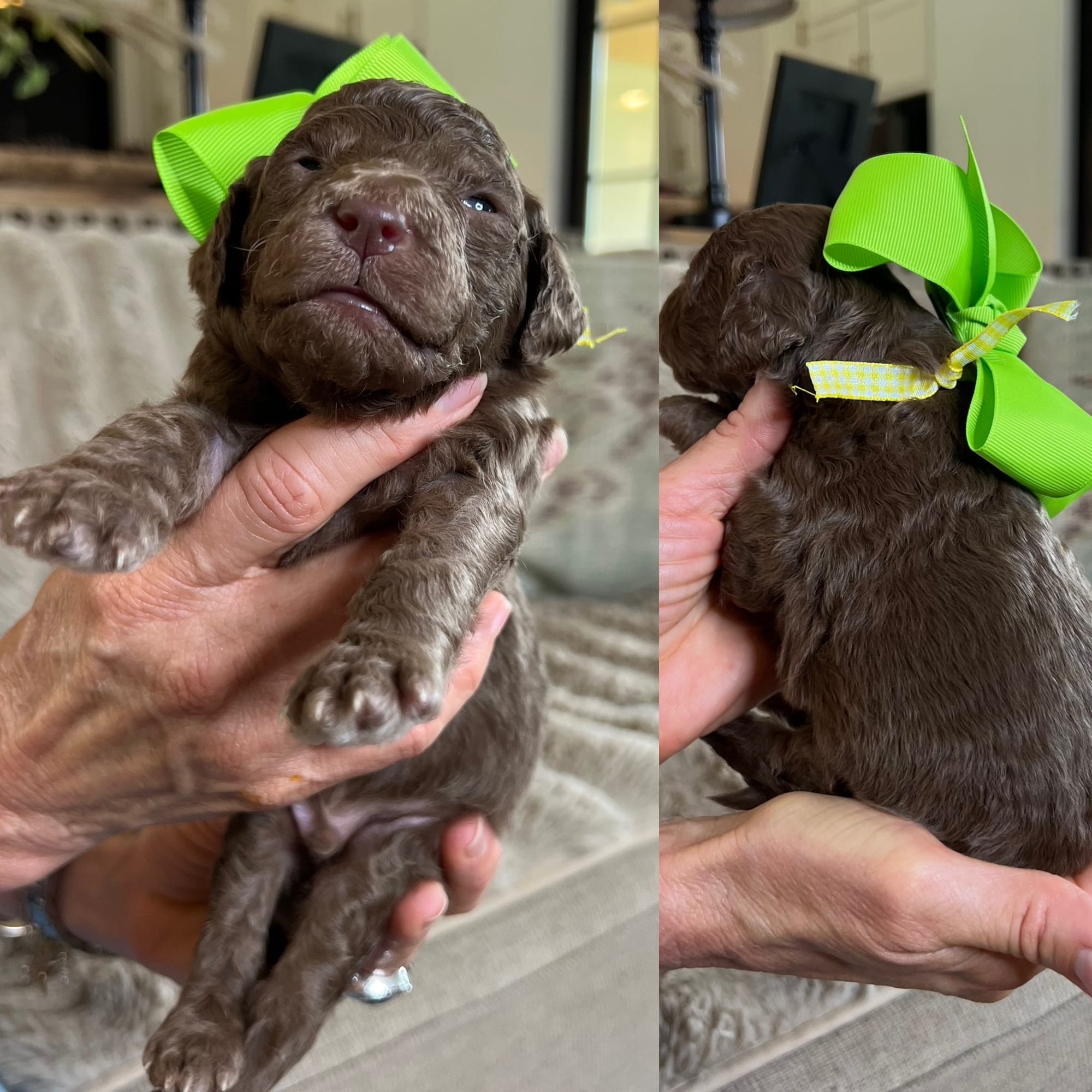Bella and Bluey's medium/standard goldendoodle puppies (GO HOME JUNE 2026)