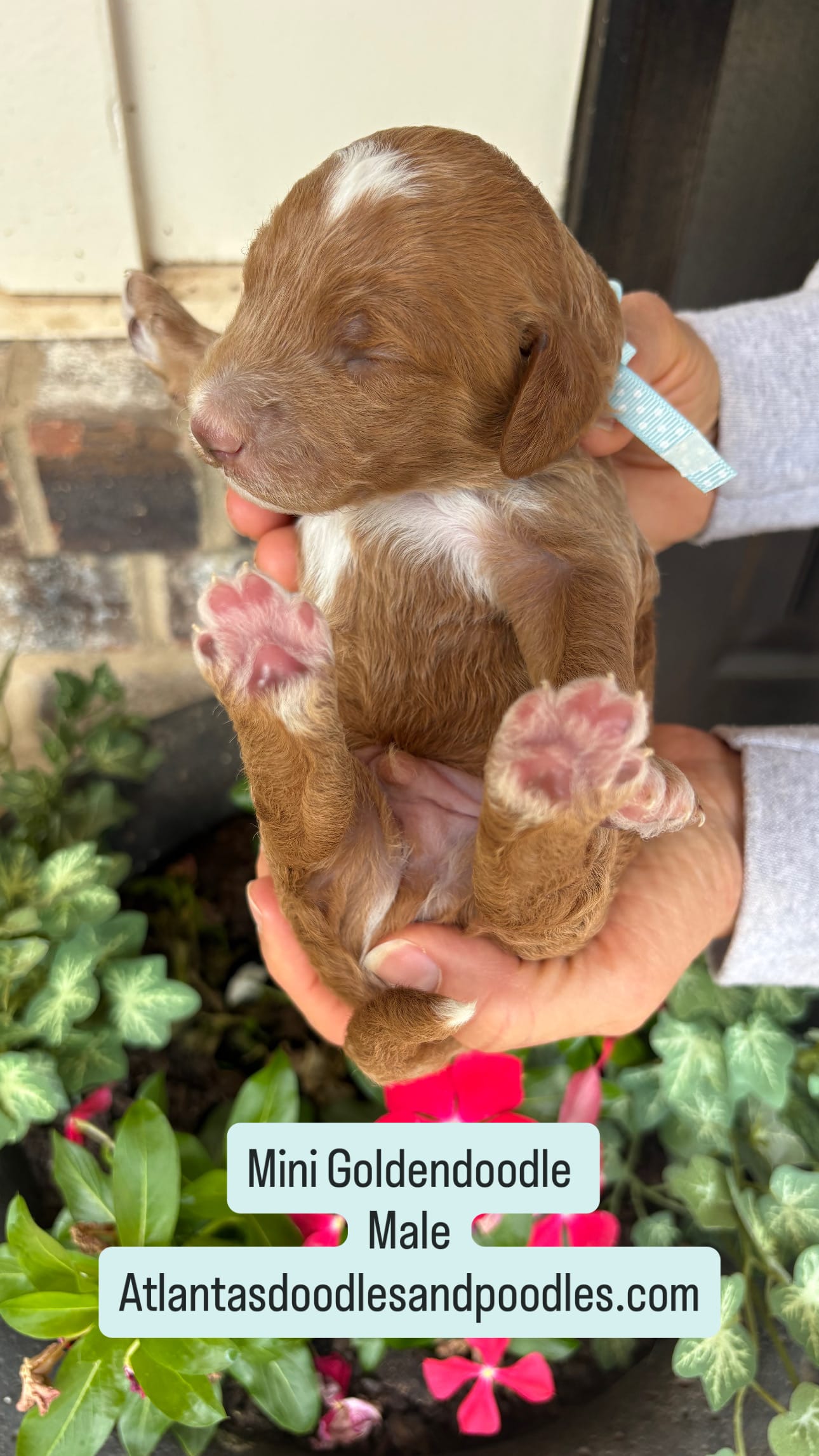 Cherry and Ernie's mini goldendoodle puppies (GO HOME JUNE 2026)