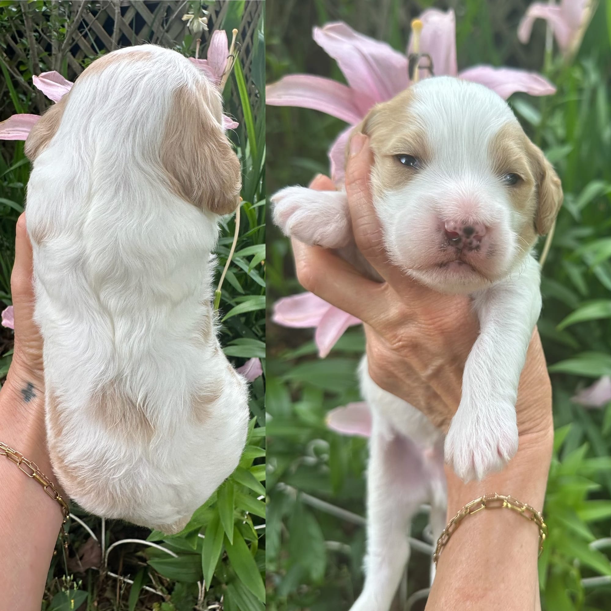 Sophie and Beau's mini goldendoodle puppies (GO HOME JULY 11th 2026)