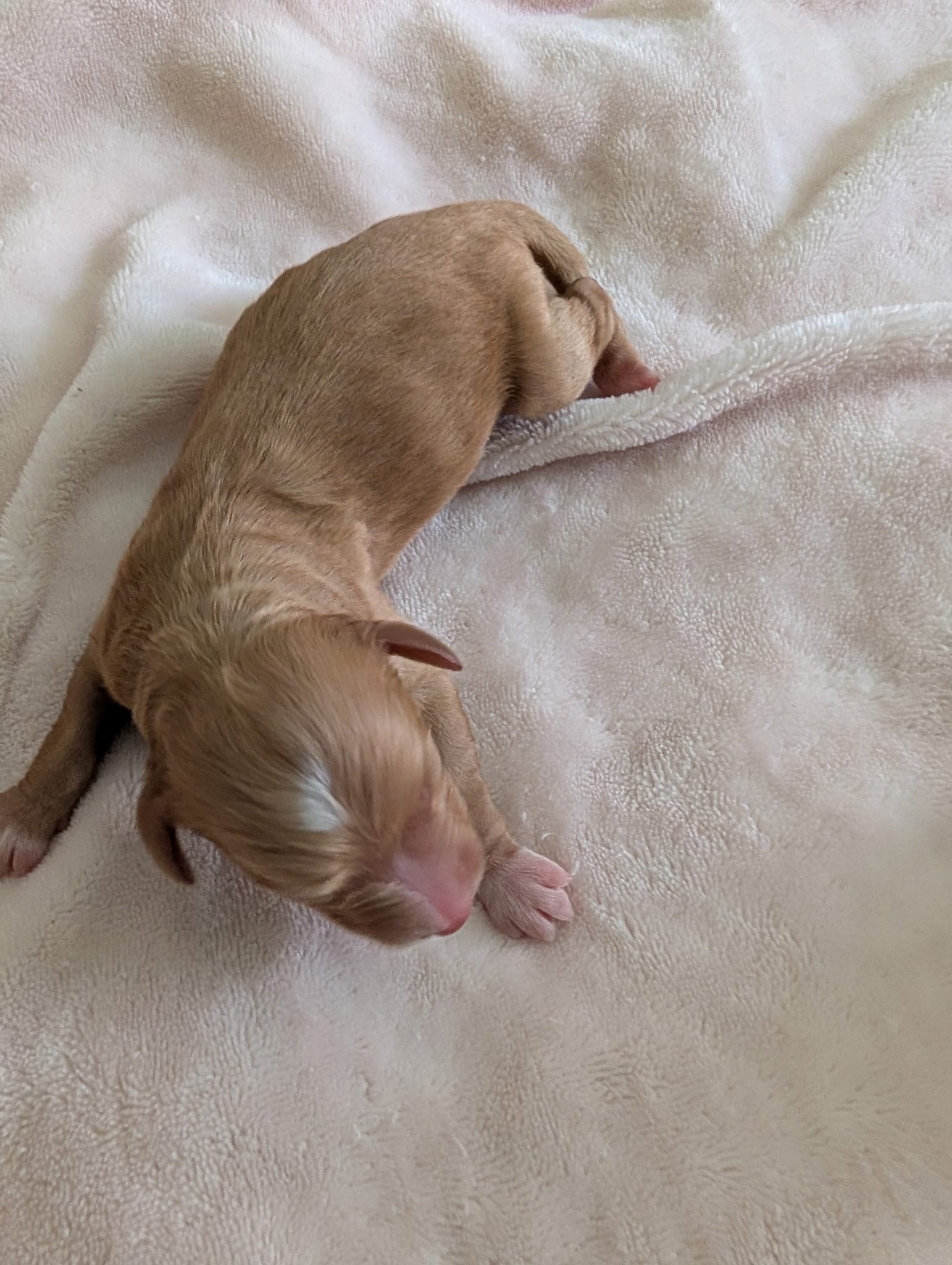 Stella and Griffey's mini goldendoodle puppies (go home July 11th 2026)