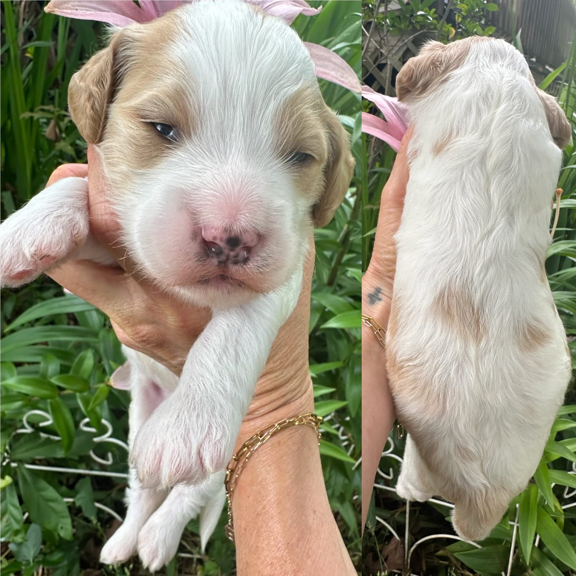 Sophie and Beau's mini goldendoodle puppies (GO HOME JULY 11th 2026)