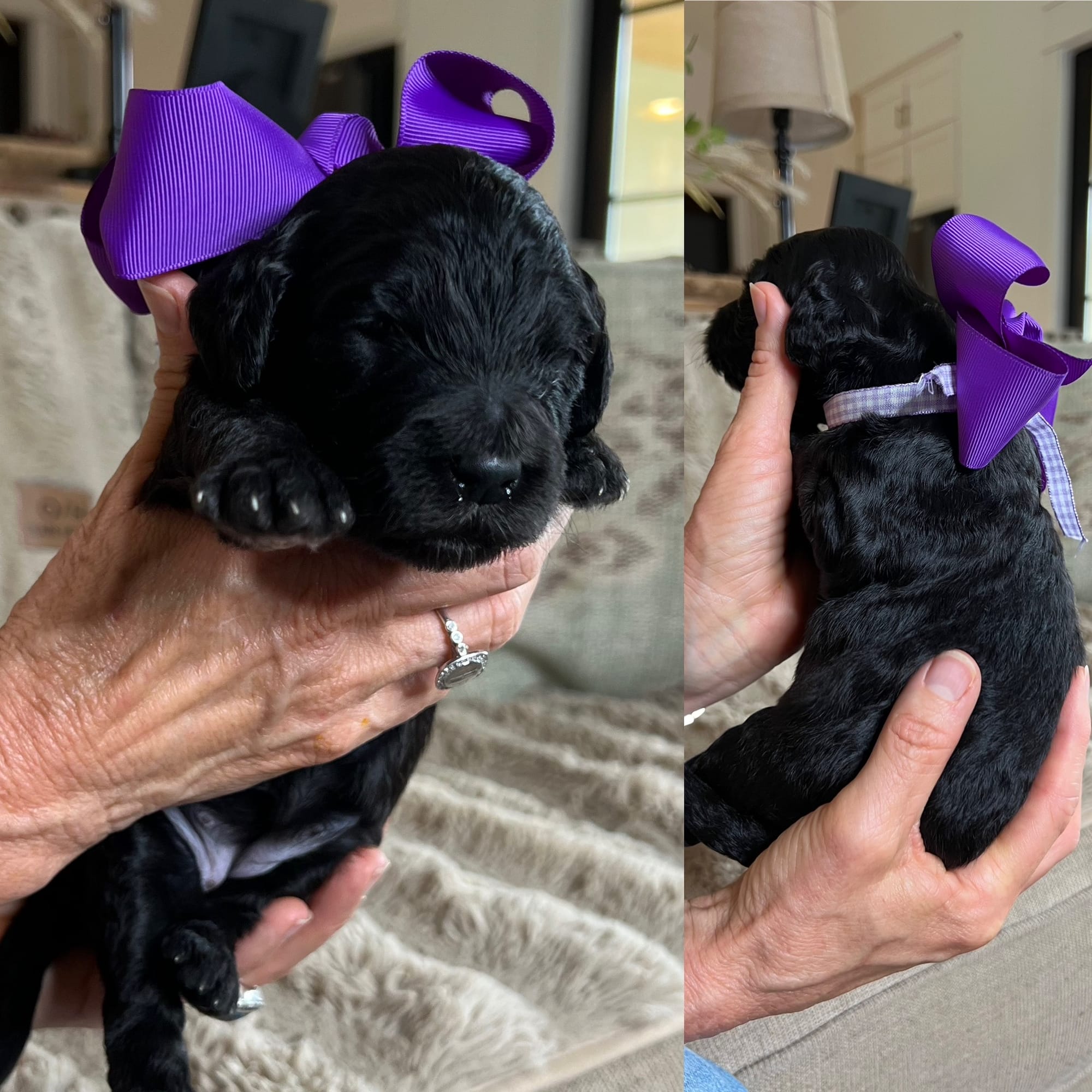 Bella and Bluey's medium/standard goldendoodle puppies (GO HOME JUNE 2026)
