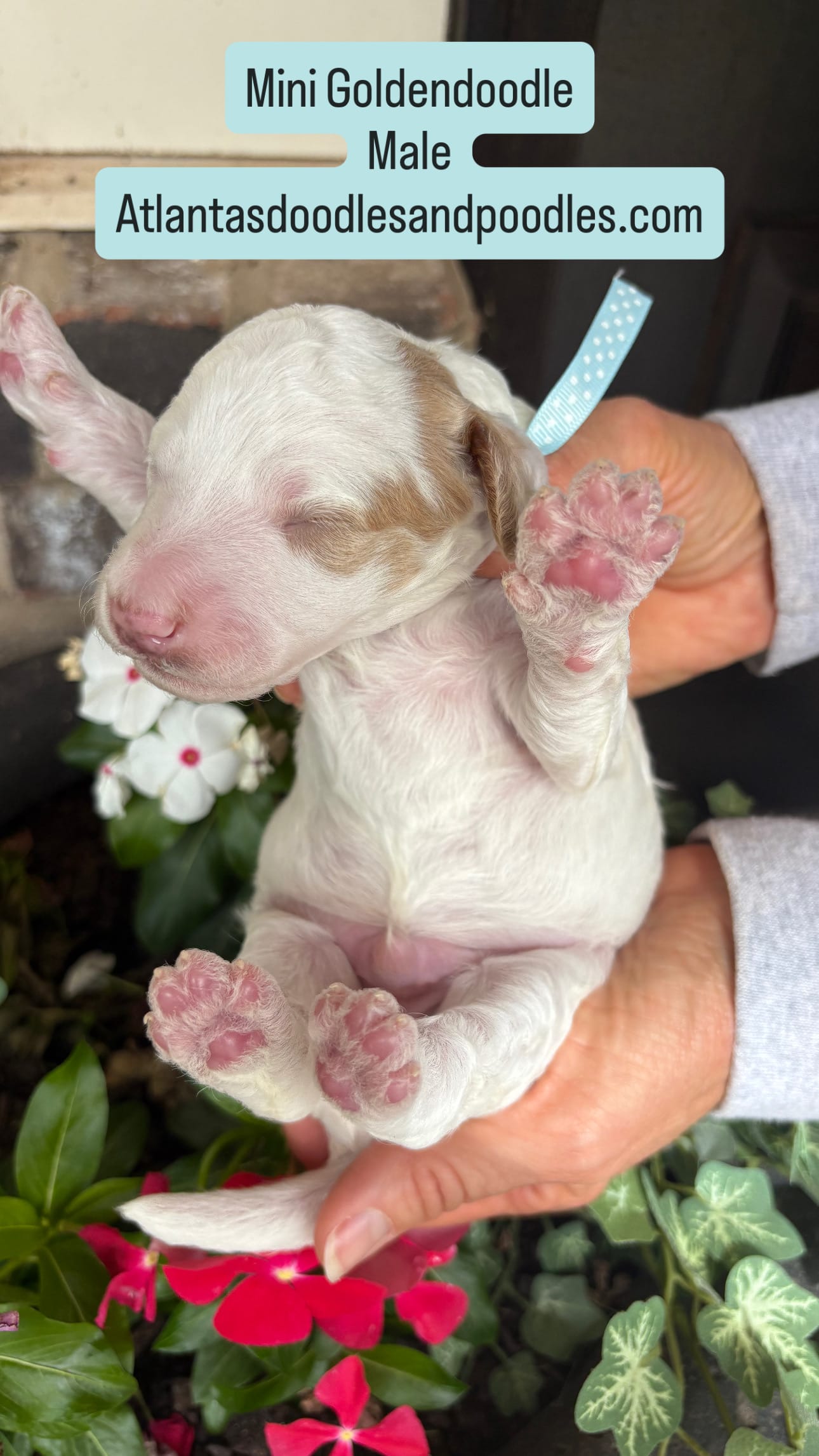 Cherry and Ernie's mini goldendoodle puppies (GO HOME JUNE 2026)