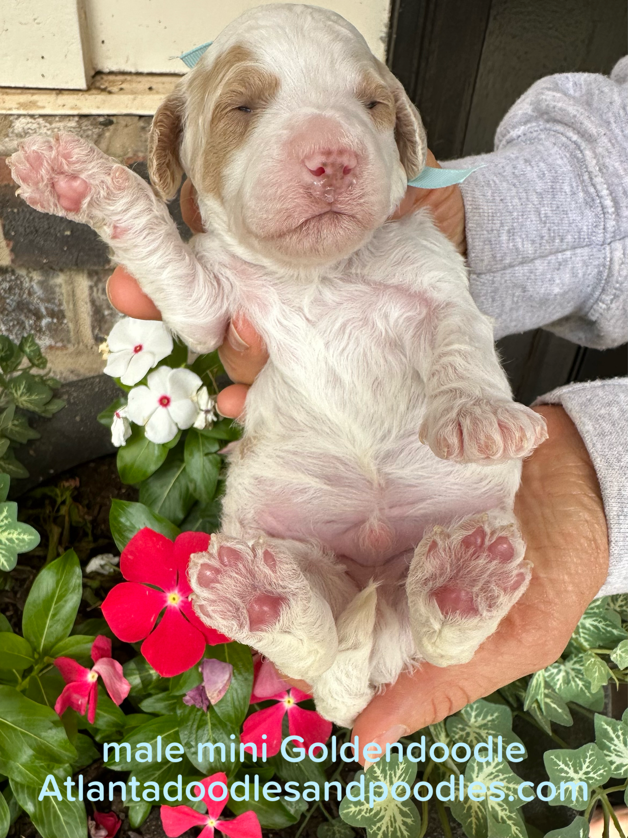 Cherry and Ernie's mini goldendoodle puppies (GO HOME JUNE 2026)