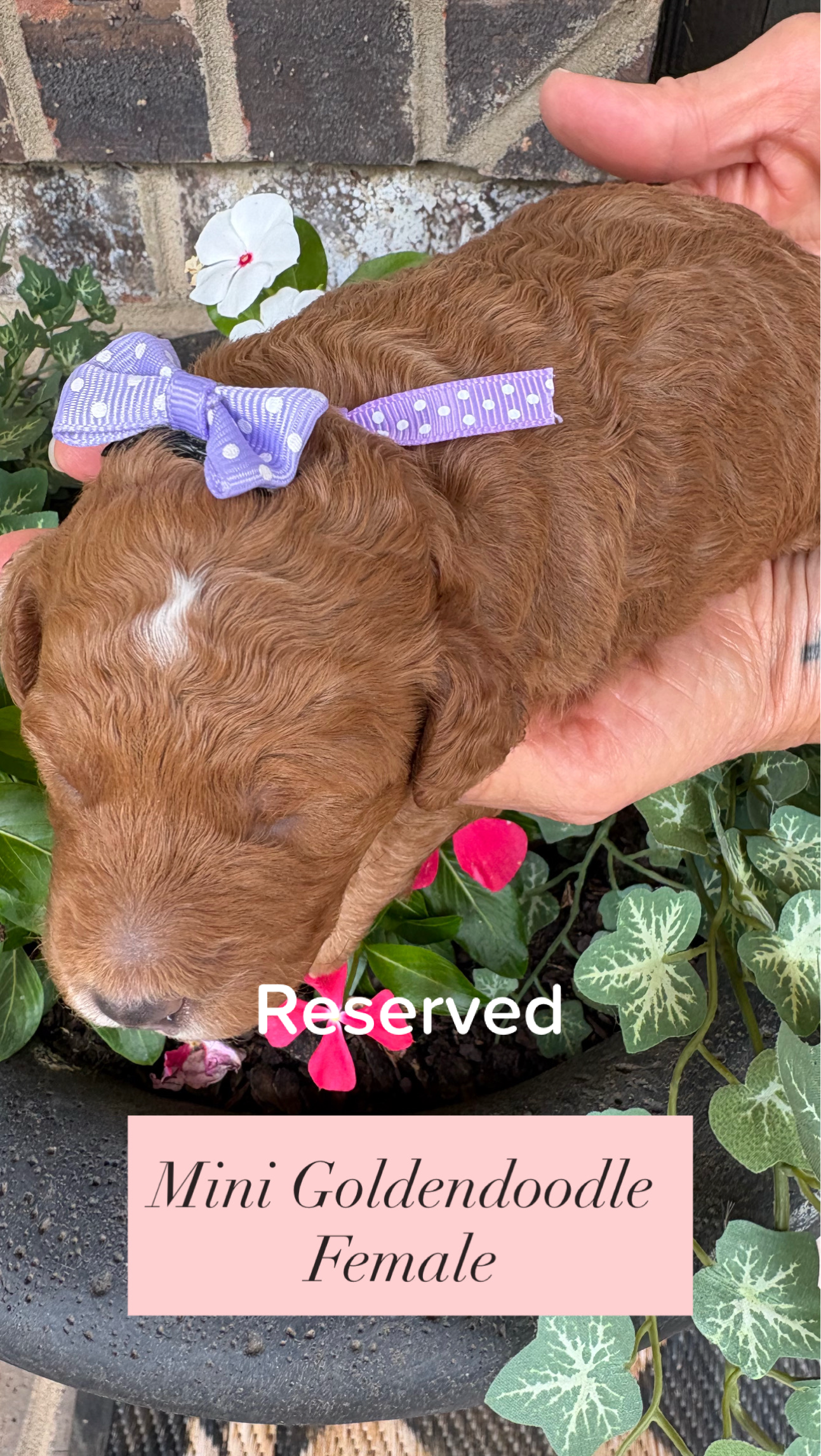 Cherry and Ernie's mini goldendoodle puppies (GO HOME JUNE 2026)