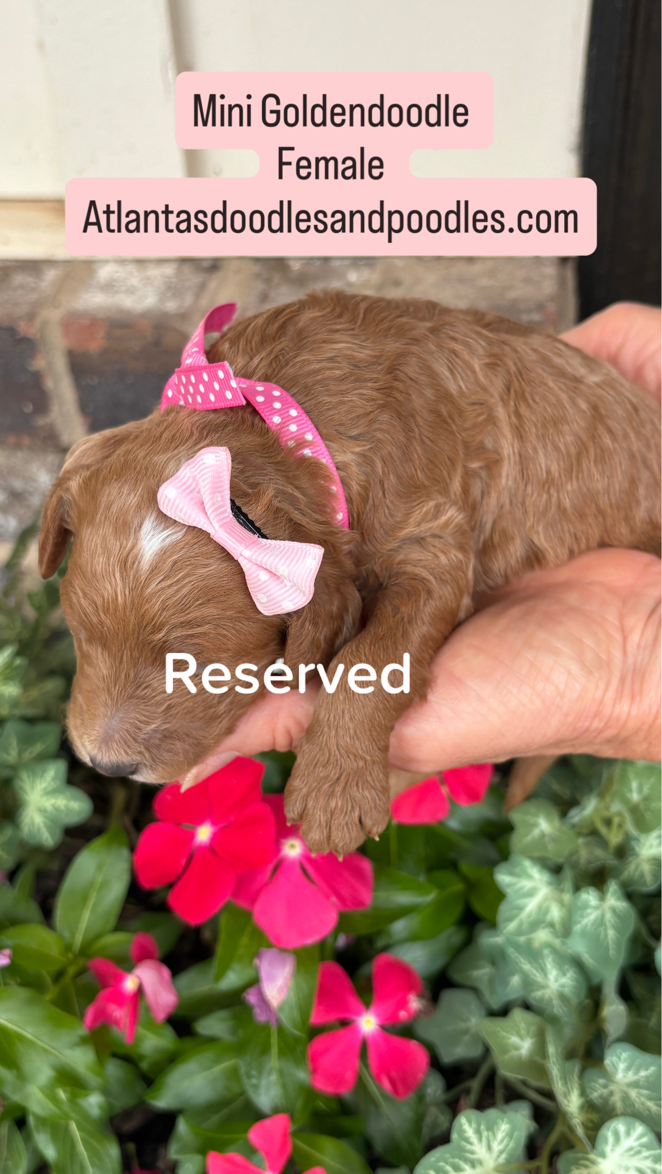 Cherry and Ernie's mini goldendoodle puppies (GO HOME JUNE 2026)