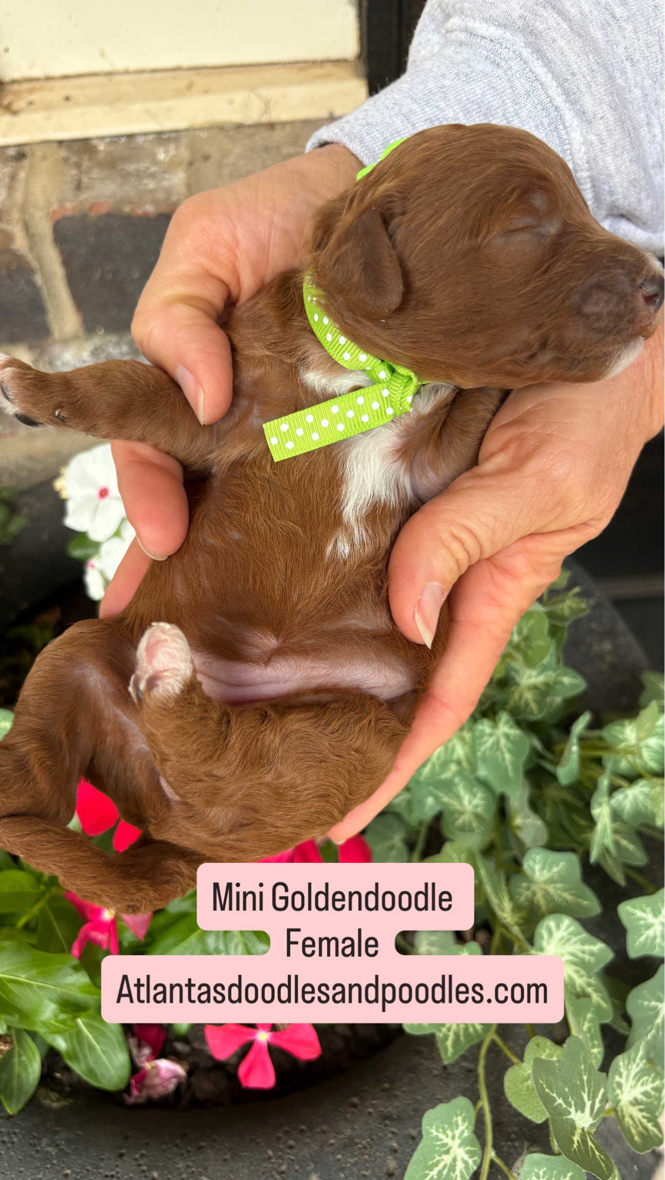 Cherry and Ernie's mini goldendoodle puppies (GO HOME JUNE 2026)